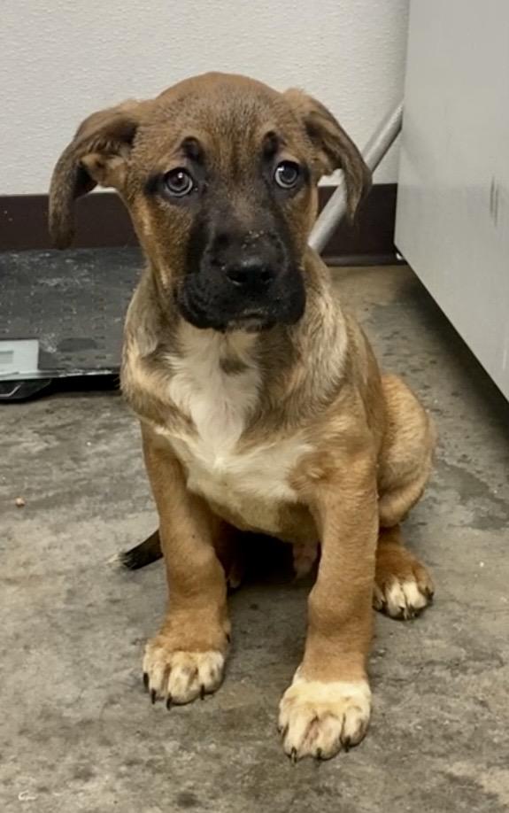 Enlarge Pup M, an adopted Mixed Breed in Pomeroy, OH image 2/3