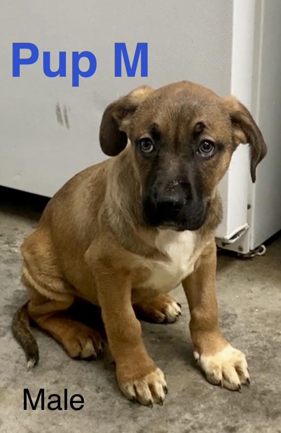 Pup M, adopted, Puppy Male Mixed Breed.