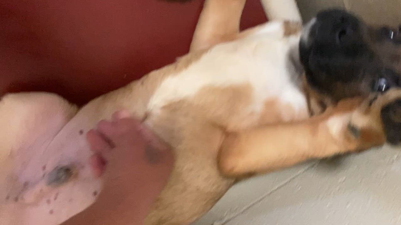 Enlarge Pup M, an adopted Mixed Breed in Pomeroy, OH video 3/3