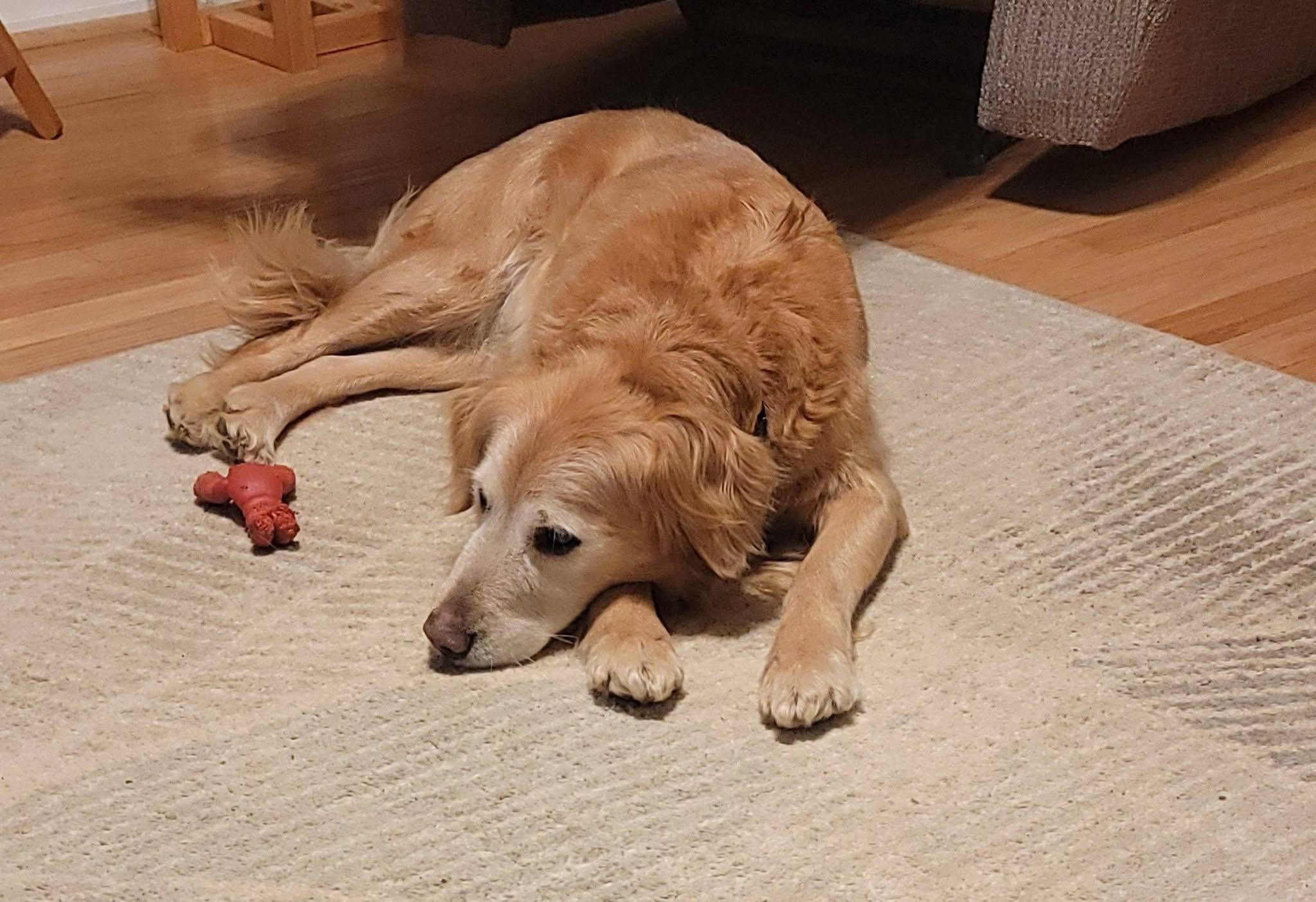 Enlarge Bailey Mae , a ADOPTABLE mixed breed in Elkton, MD image 5/5