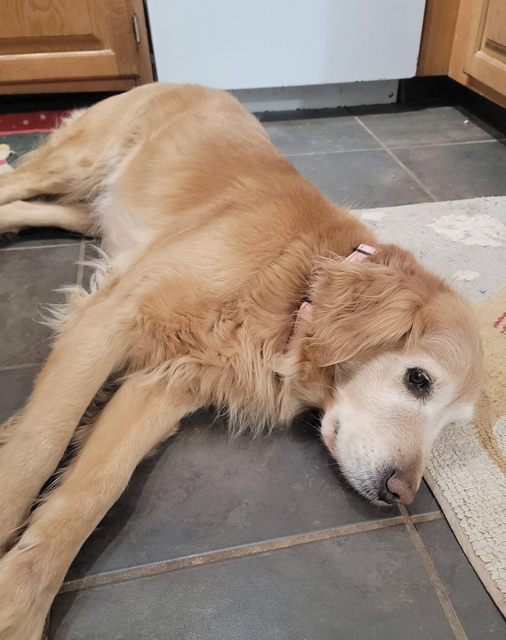 Enlarge Bailey Mae , a ADOPTABLE mixed breed in Elkton, MD image 3/5