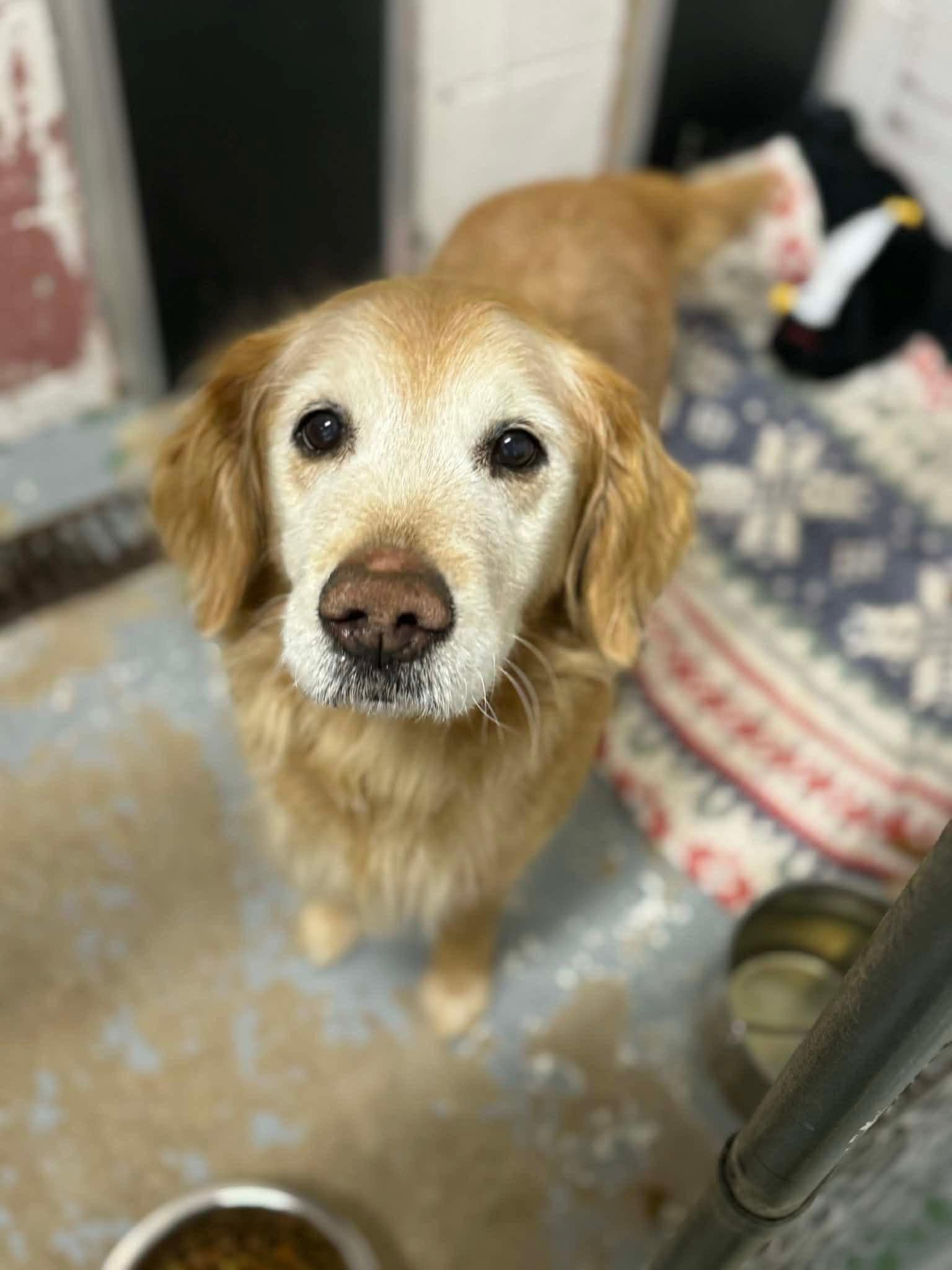 Enlarge Bailey Mae , a ADOPTABLE mixed breed in Elkton, MD image 1/5