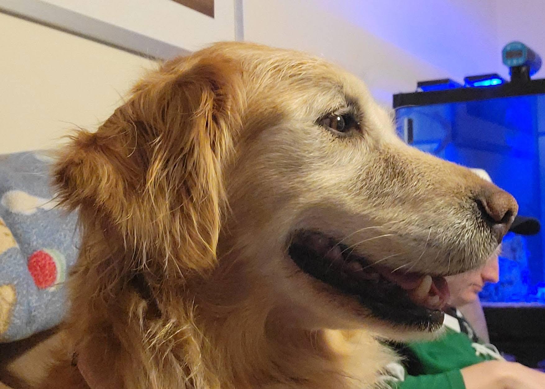 Enlarge Bailey Mae , a ADOPTABLE mixed breed in Elkton, MD image 2/5