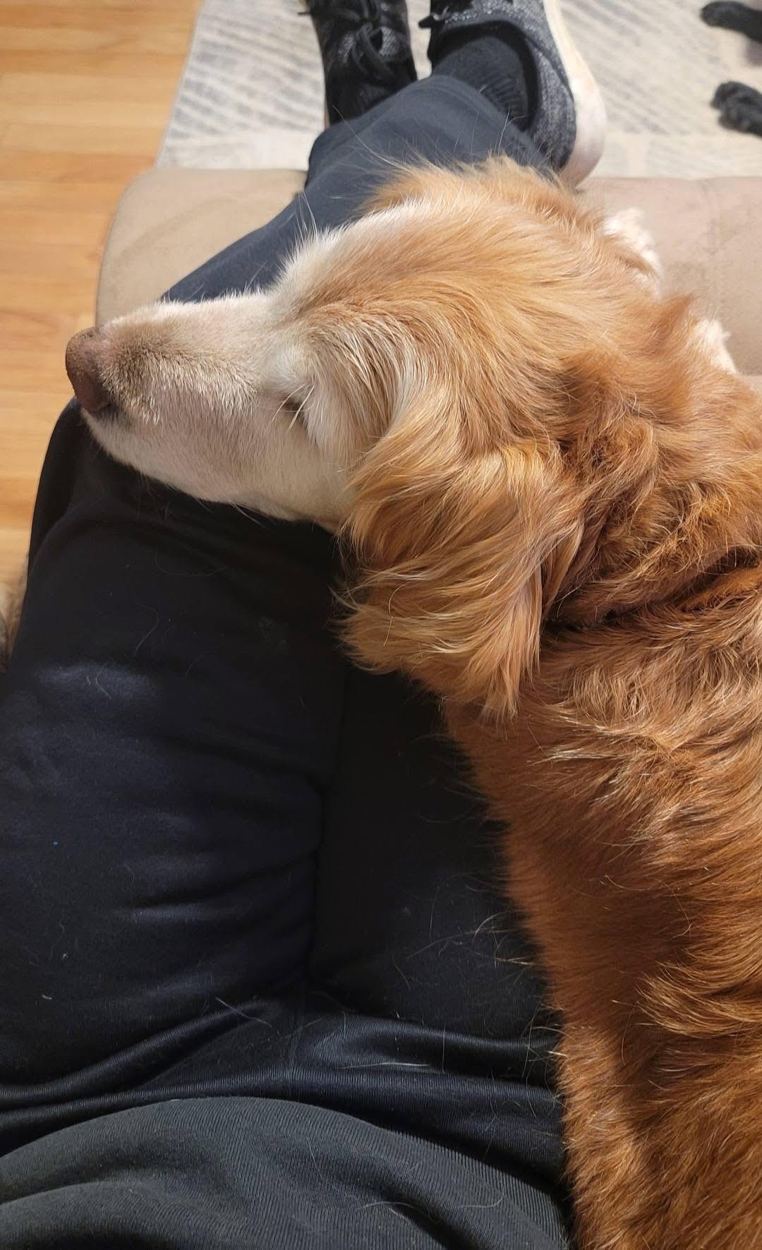 Enlarge Bailey Mae , a ADOPTABLE mixed breed in Elkton, MD image 4/5