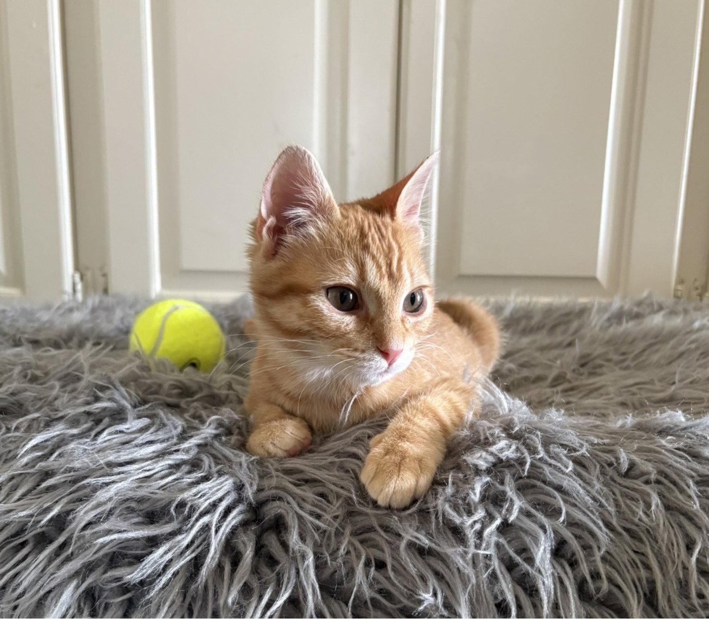 Kirk, Adopted, Young Male Tabby.