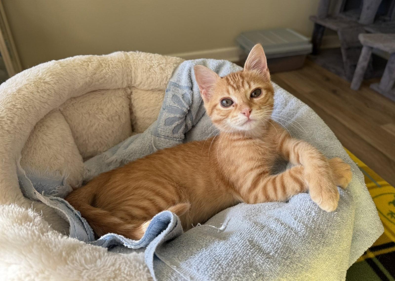 Enlarge Kirk, a Adopted Tabby in Texarkana, TX image 2/2