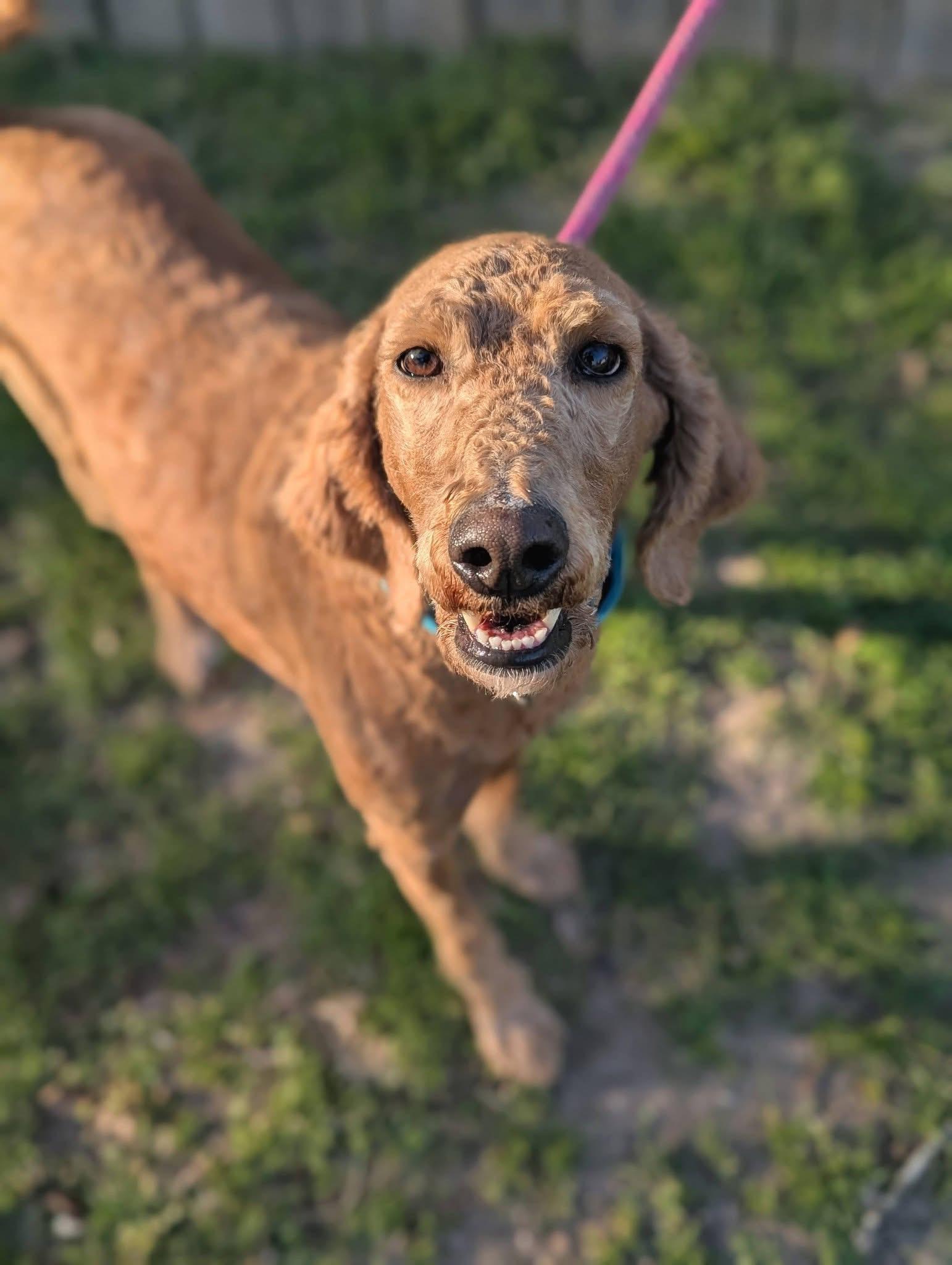 Enlarge Goldy, an adopted mixed breed in Mendham, NJ image 4/5