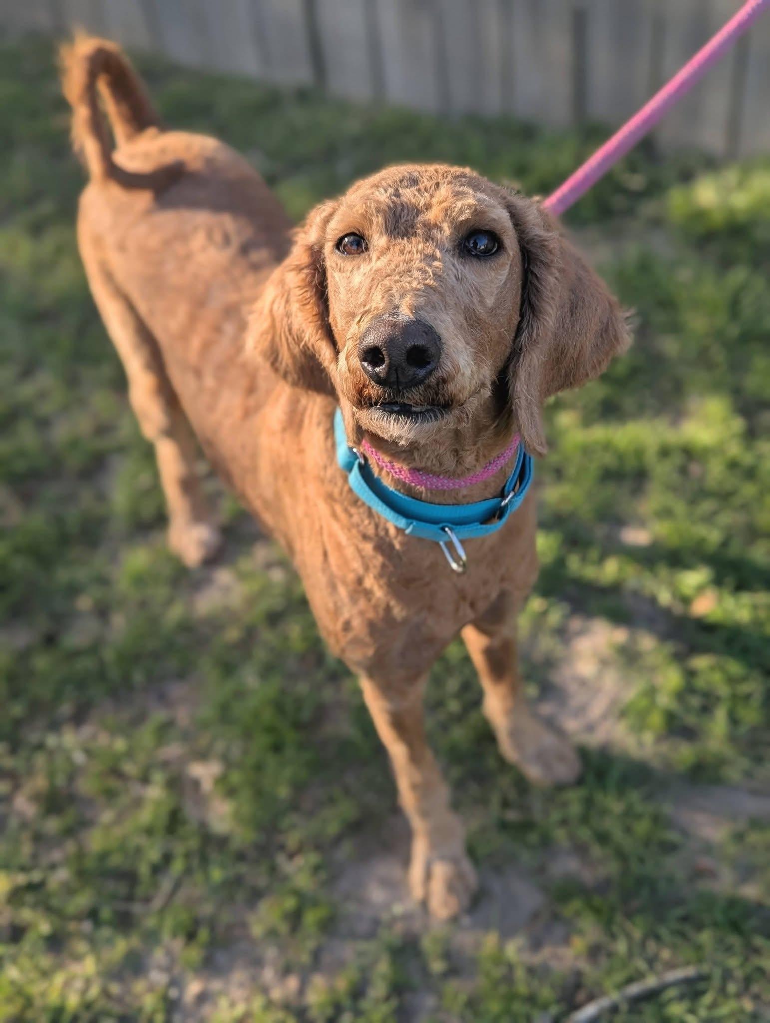 Enlarge Goldy, an adopted mixed breed in Mendham, NJ image 2/5