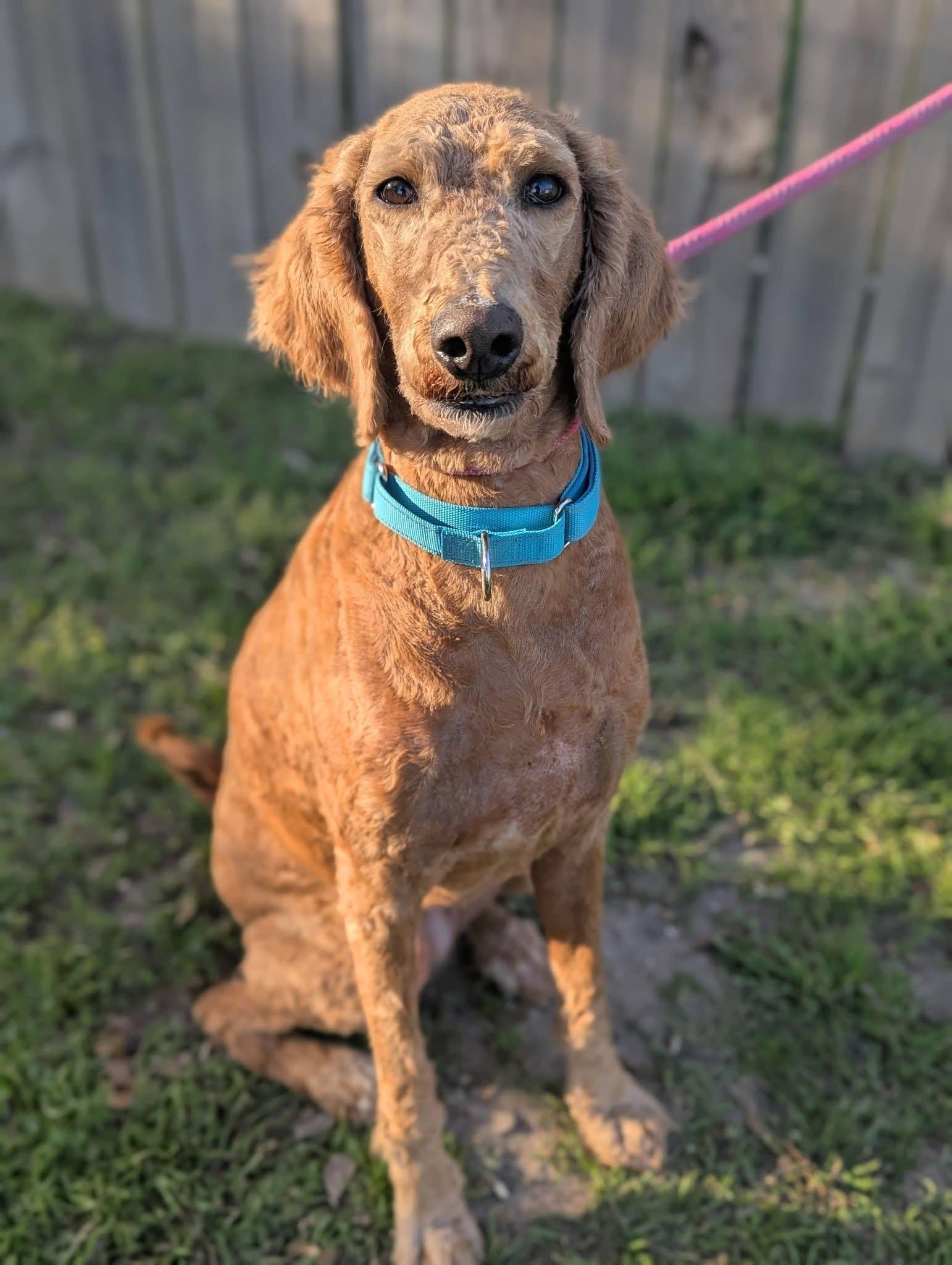 Enlarge Goldy, an adopted mixed breed in Mendham, NJ image 3/5