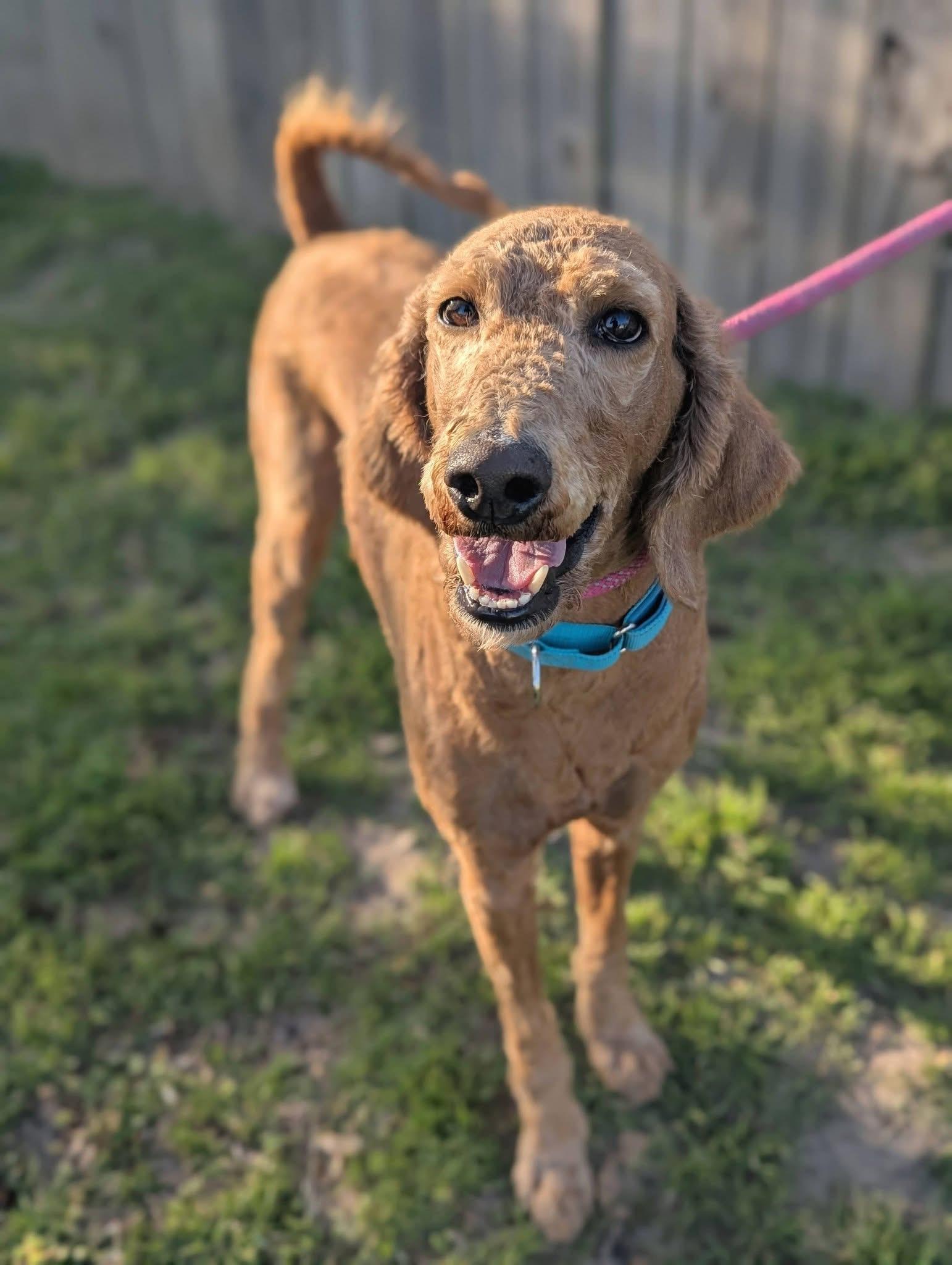 Enlarge Goldy, an adopted mixed breed in Mendham, NJ image 5/5