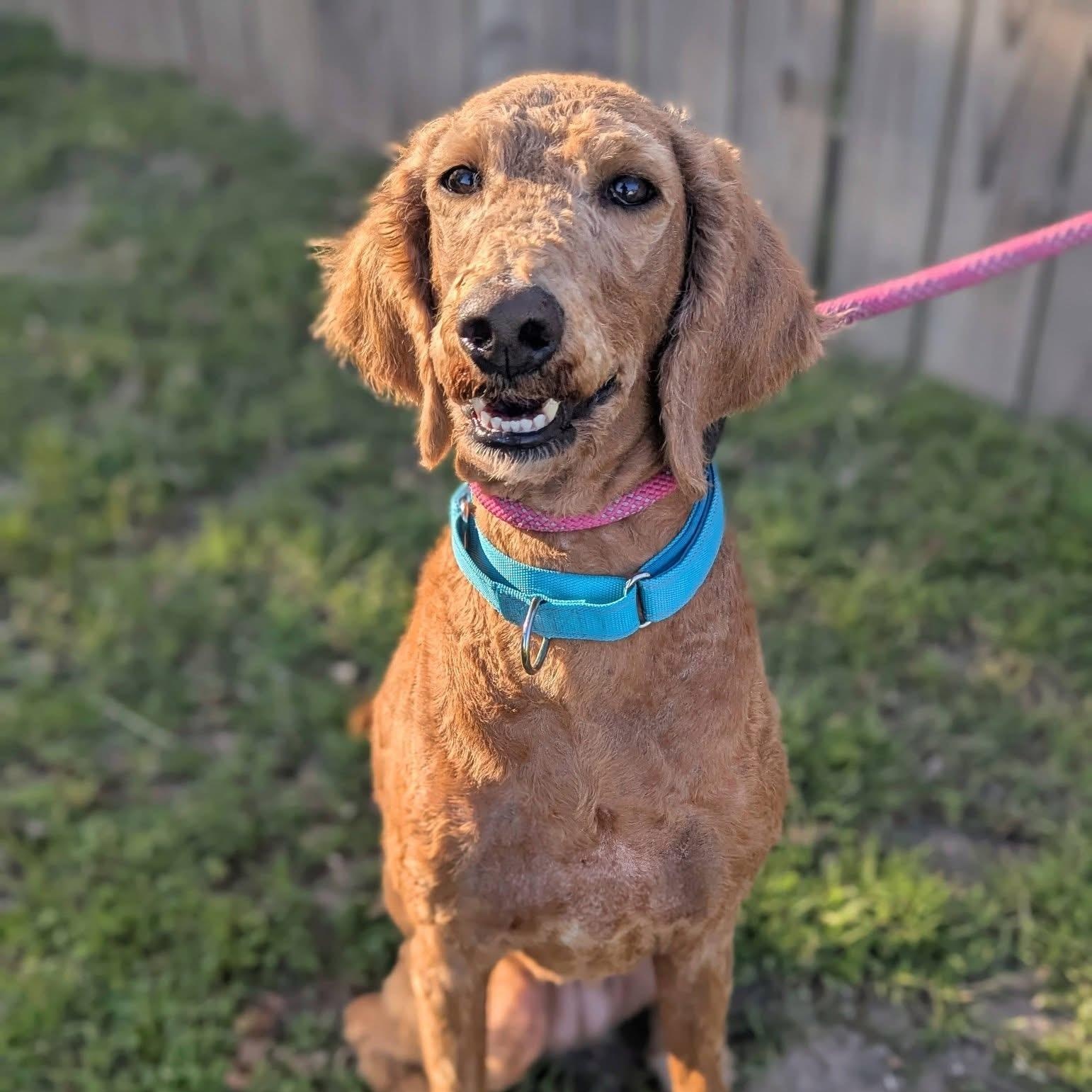 Goldy, adopted, Adult Female Standard Poodle.