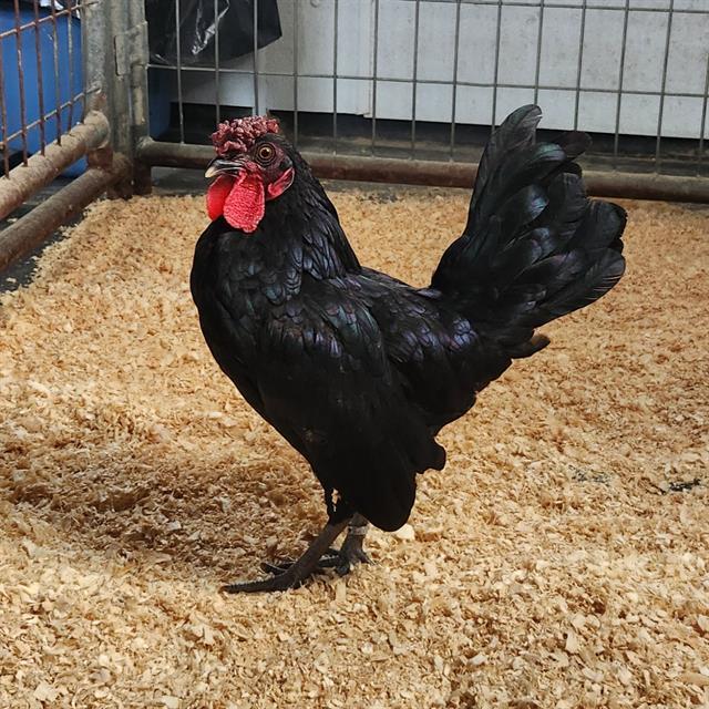 WESLEY, Adoptable, Young Male Chicken.