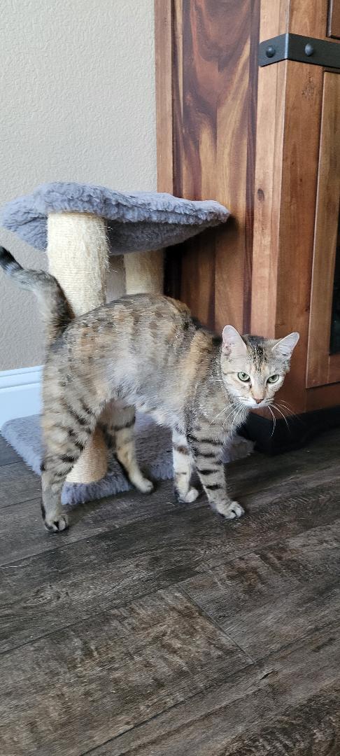 JASMIN, a ADOPTABLE mixed breed in Escalon, CA image 2/6