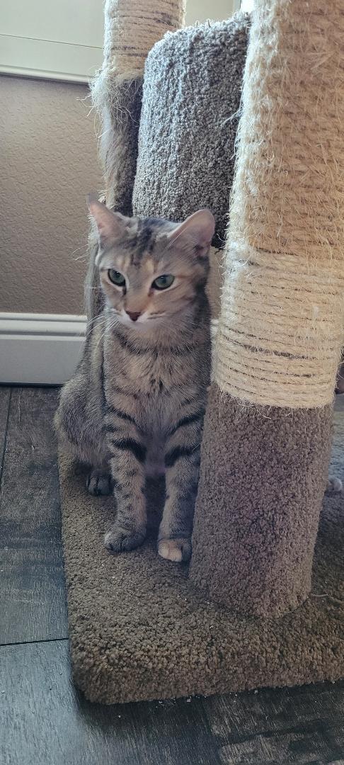 JASMIN, a ADOPTABLE mixed breed in Escalon, CA image 4/6