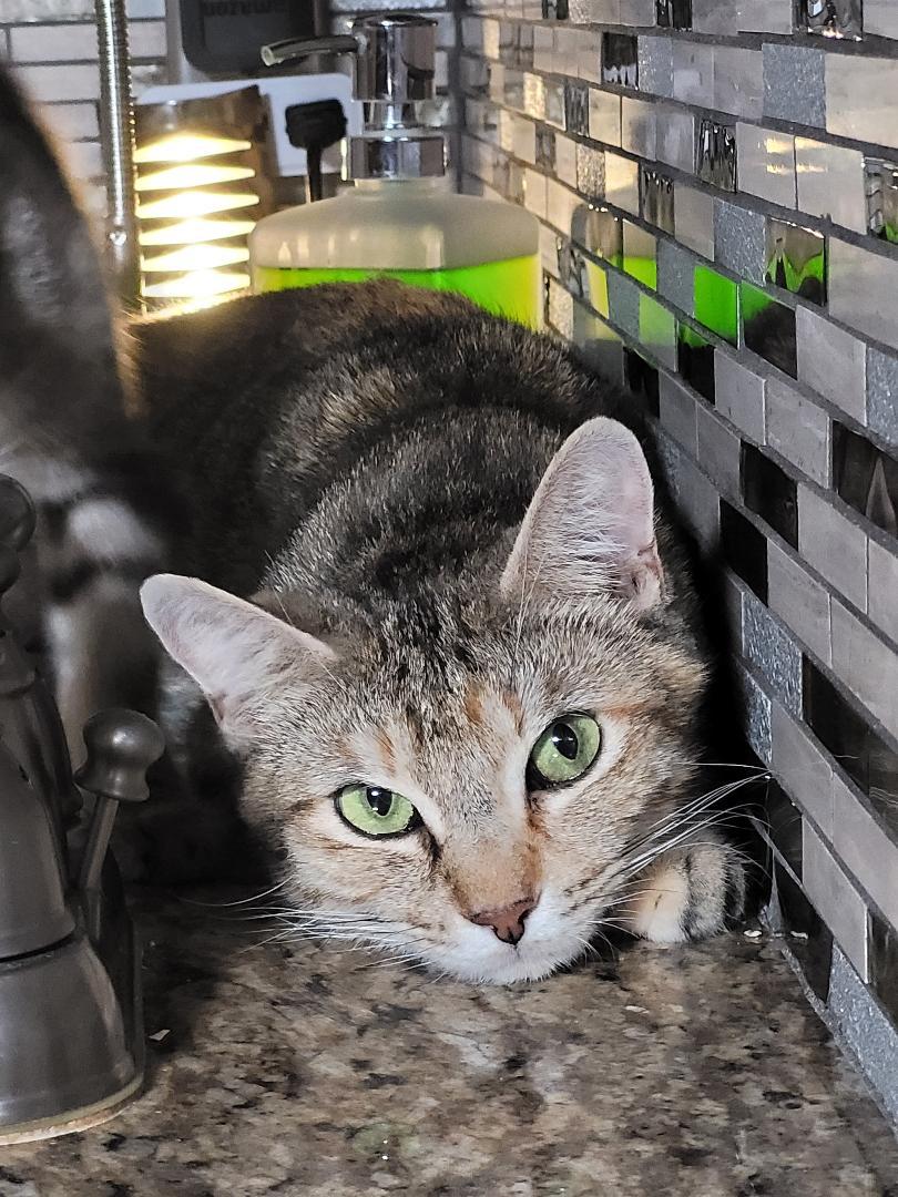 JASMIN, a ADOPTABLE mixed breed in Escalon, CA image 5/6