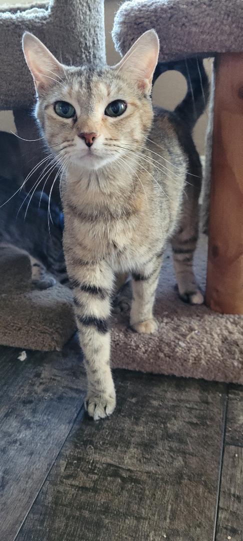 JASMIN, a ADOPTABLE mixed breed in Escalon, CA image 6/6