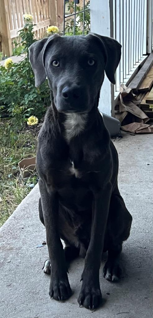 Trap, Adoptable, Young Male Weimaraner & Mixed Breed.