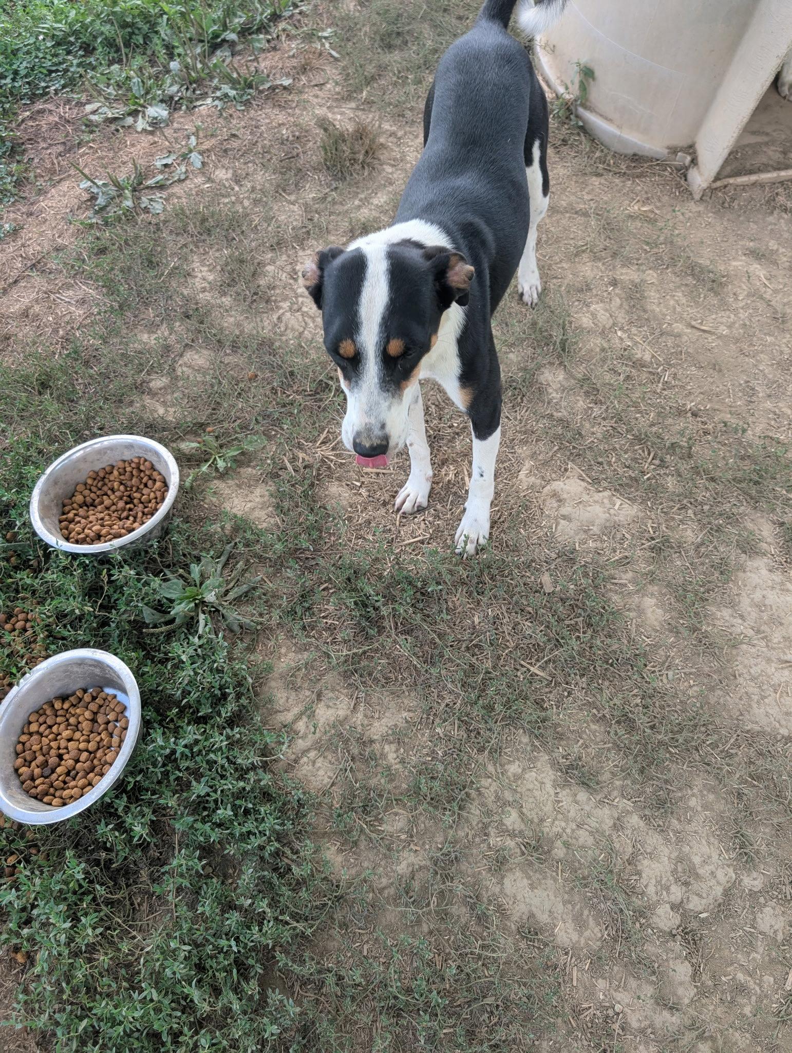 Cyclone, Adoptable, Young Male Terrier & Hound.