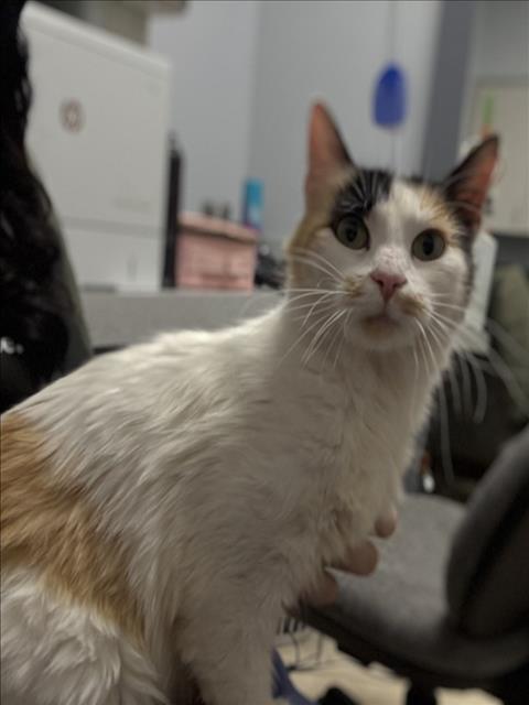 APPLE JACKS, Adoptable, Young Female Domestic Long Hair.