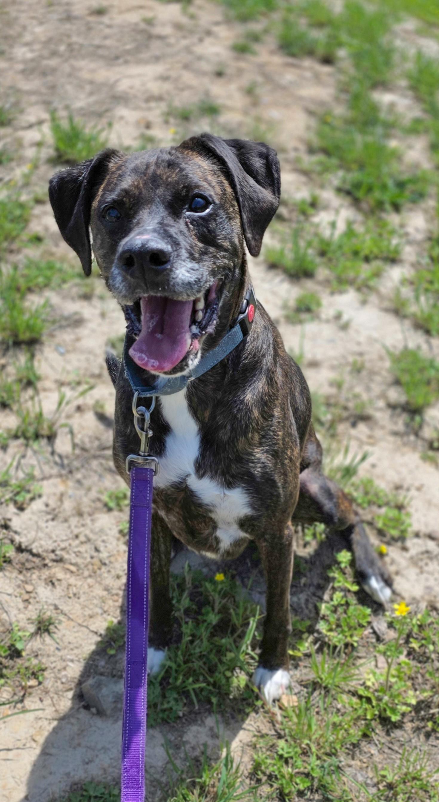 Enlarge Funky, a ADOPTABLE mixed breed in Shepherdsville, KY image 3/4