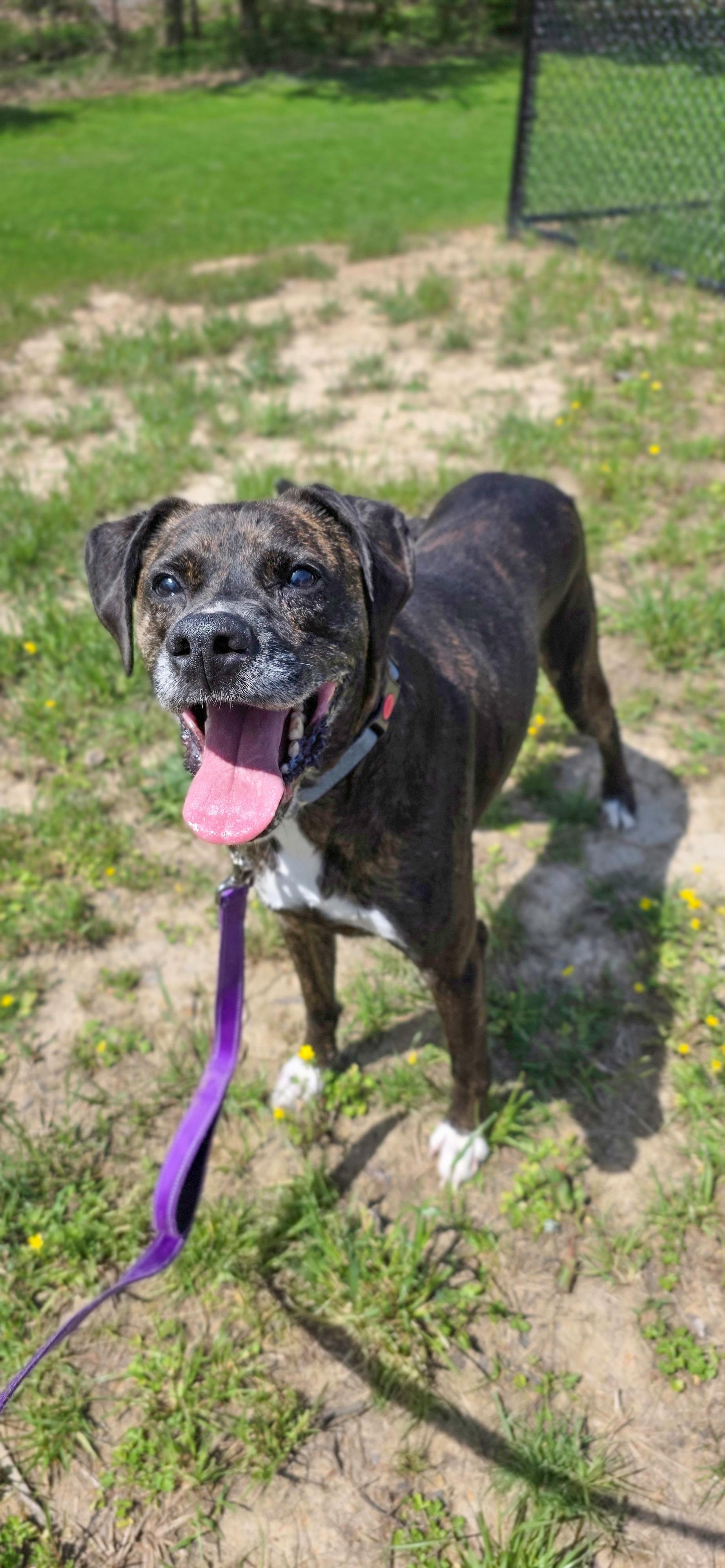 Enlarge Funky, a ADOPTABLE mixed breed in Shepherdsville, KY image 4/4