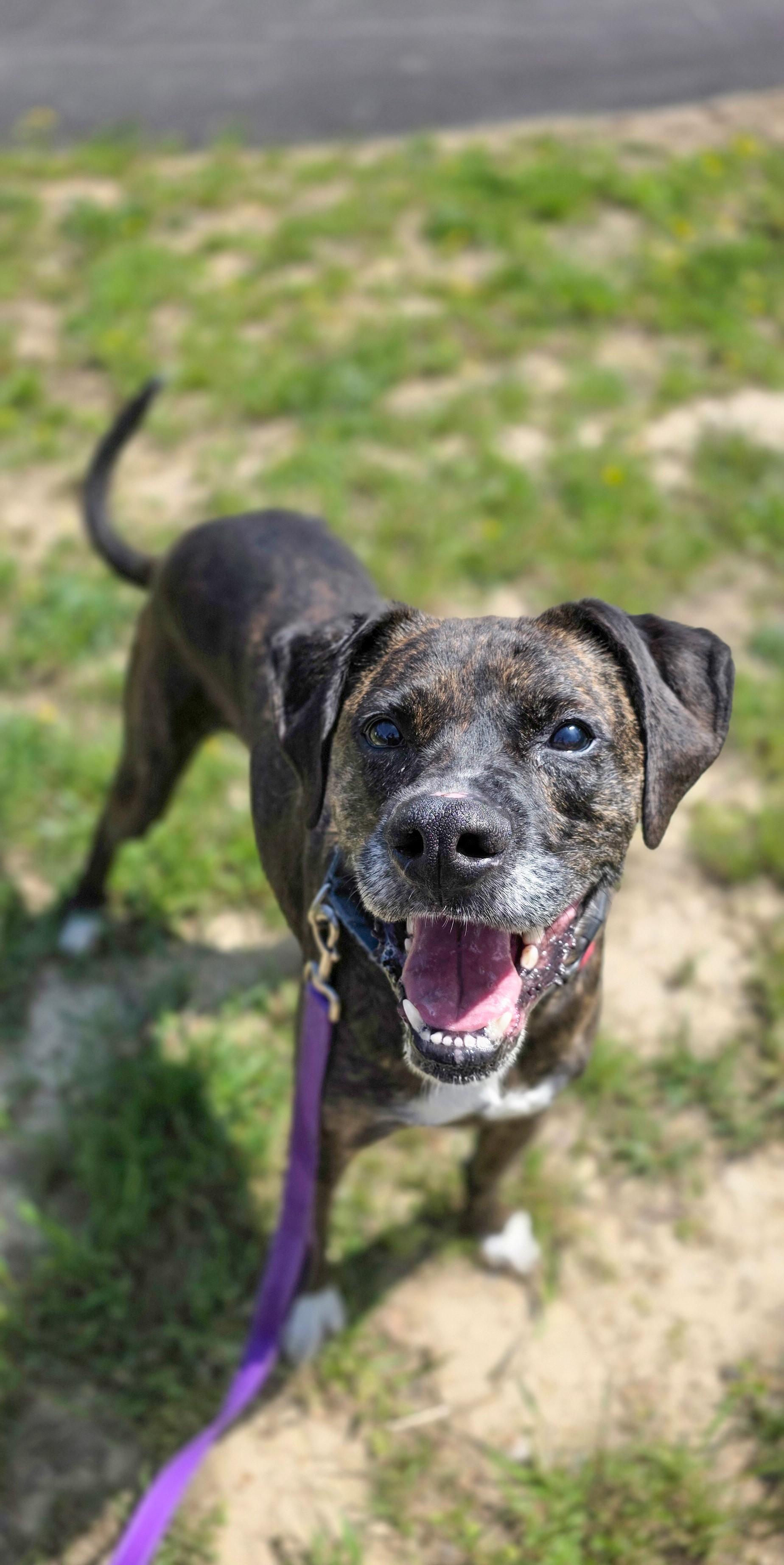 Enlarge Funky, a ADOPTABLE mixed breed in Shepherdsville, KY image 2/4