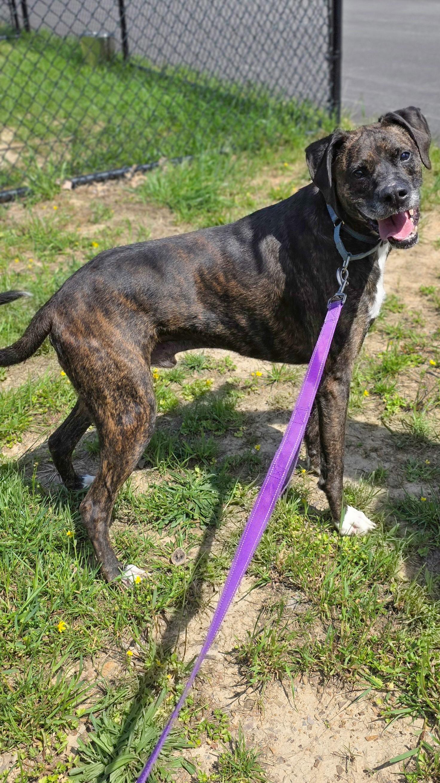 Enlarge Funky, a ADOPTABLE mixed breed in Shepherdsville, KY image 1/4