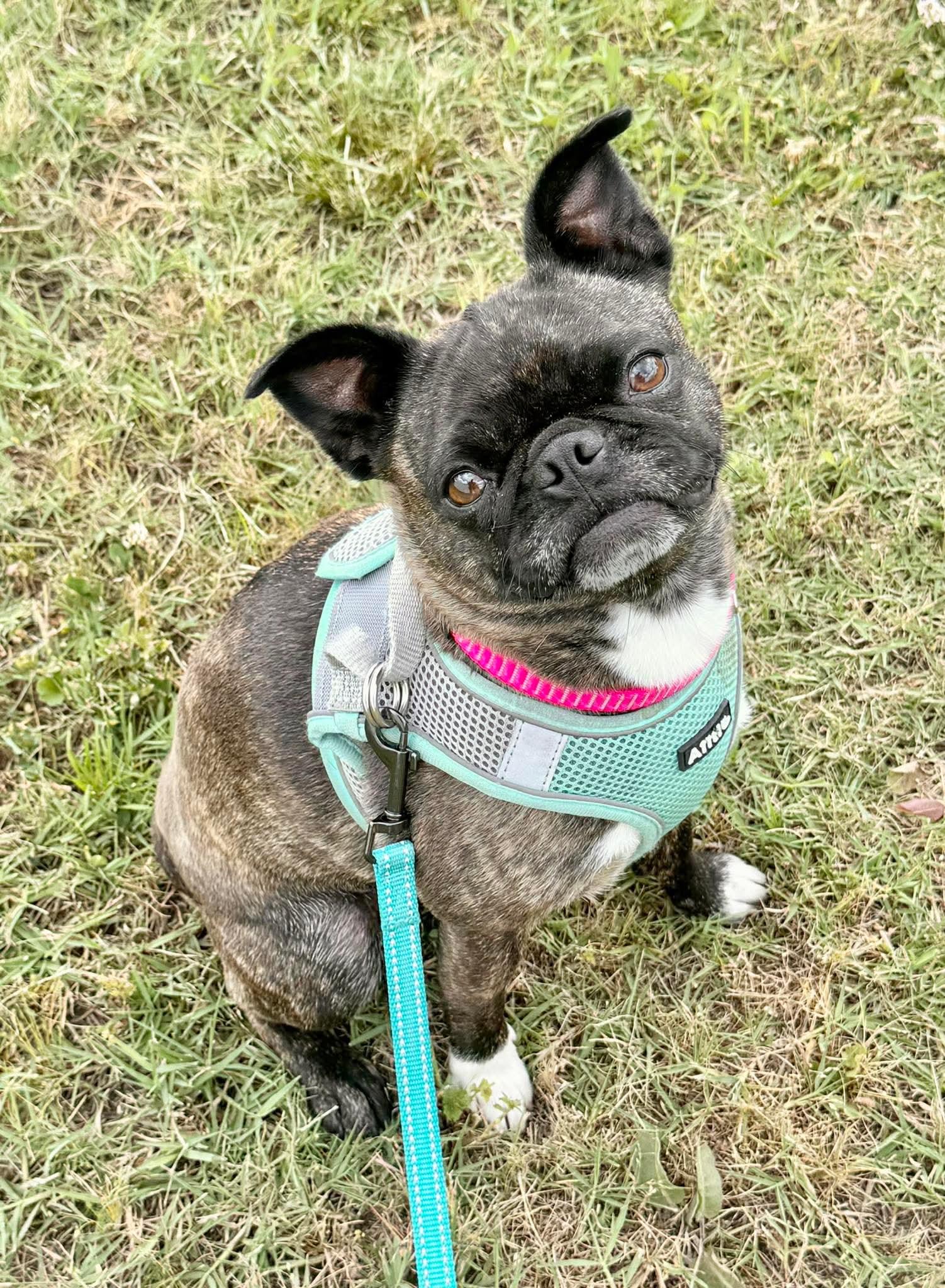 Enlarge Tatum, a Adopted mixed breed in Muskogee, OK image 1/2