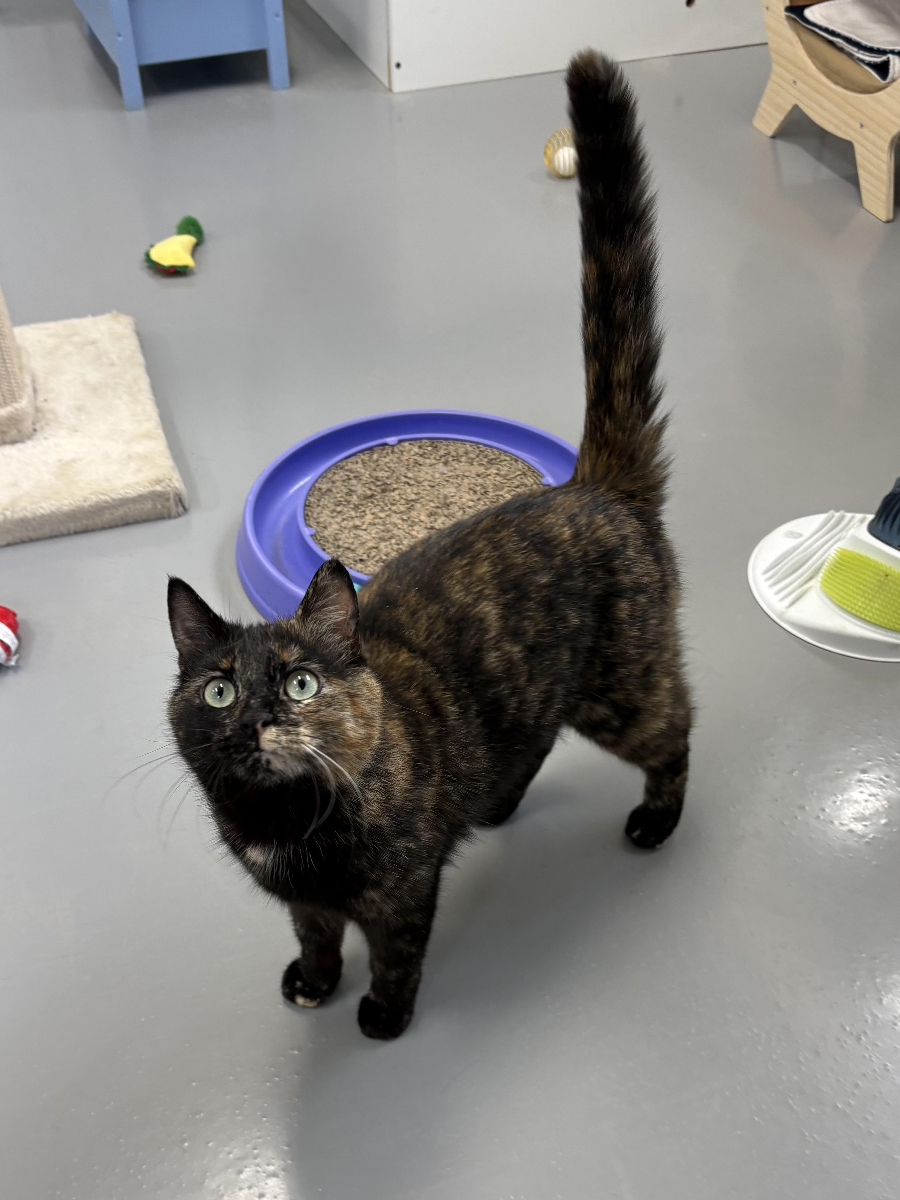 Madame Cuddles, a ADOPTABLE Tortoiseshell in Big Rapids, MI image 1/3