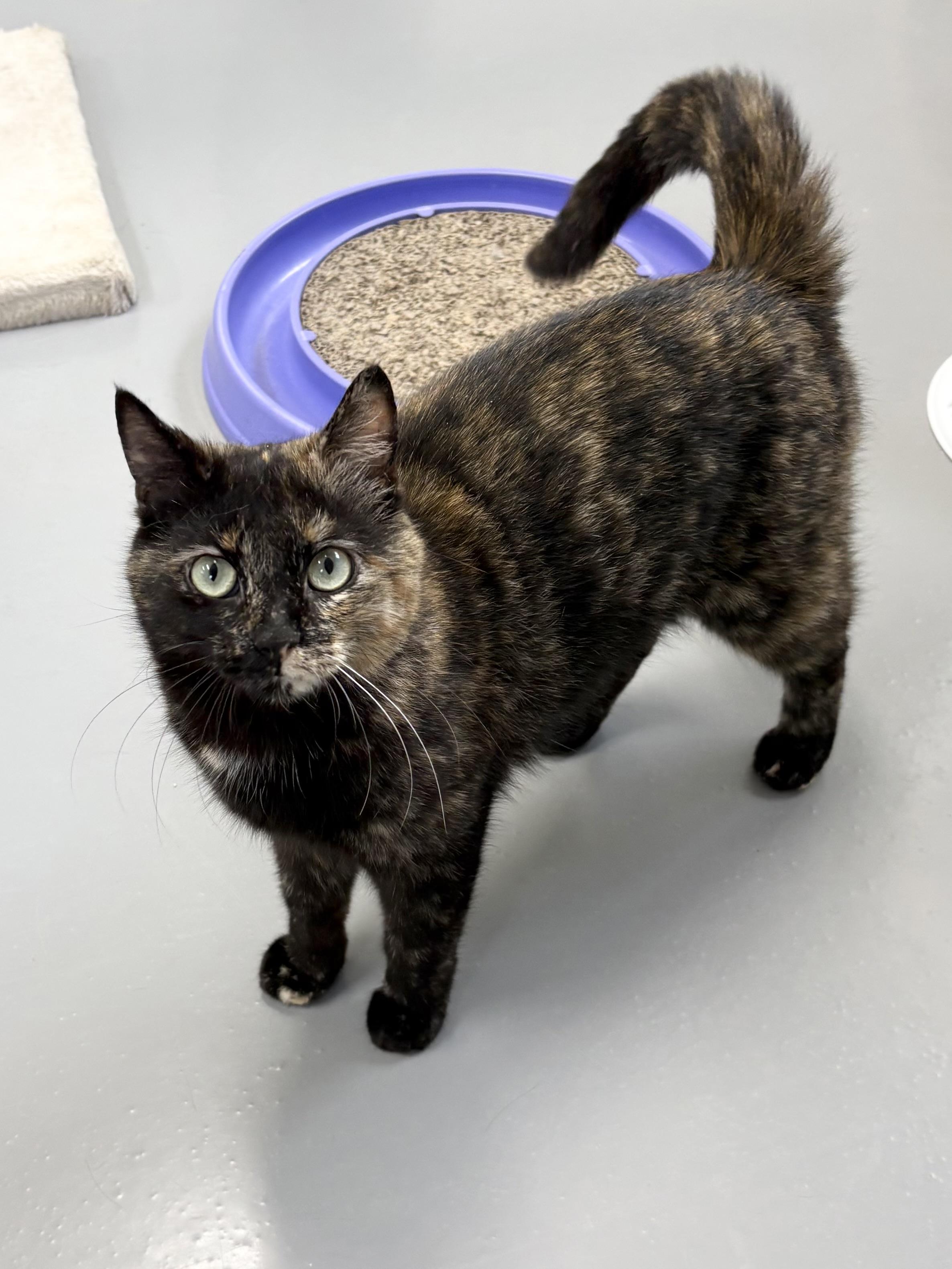 Madame Cuddles, a ADOPTABLE Tortoiseshell in Big Rapids, MI image 3/3