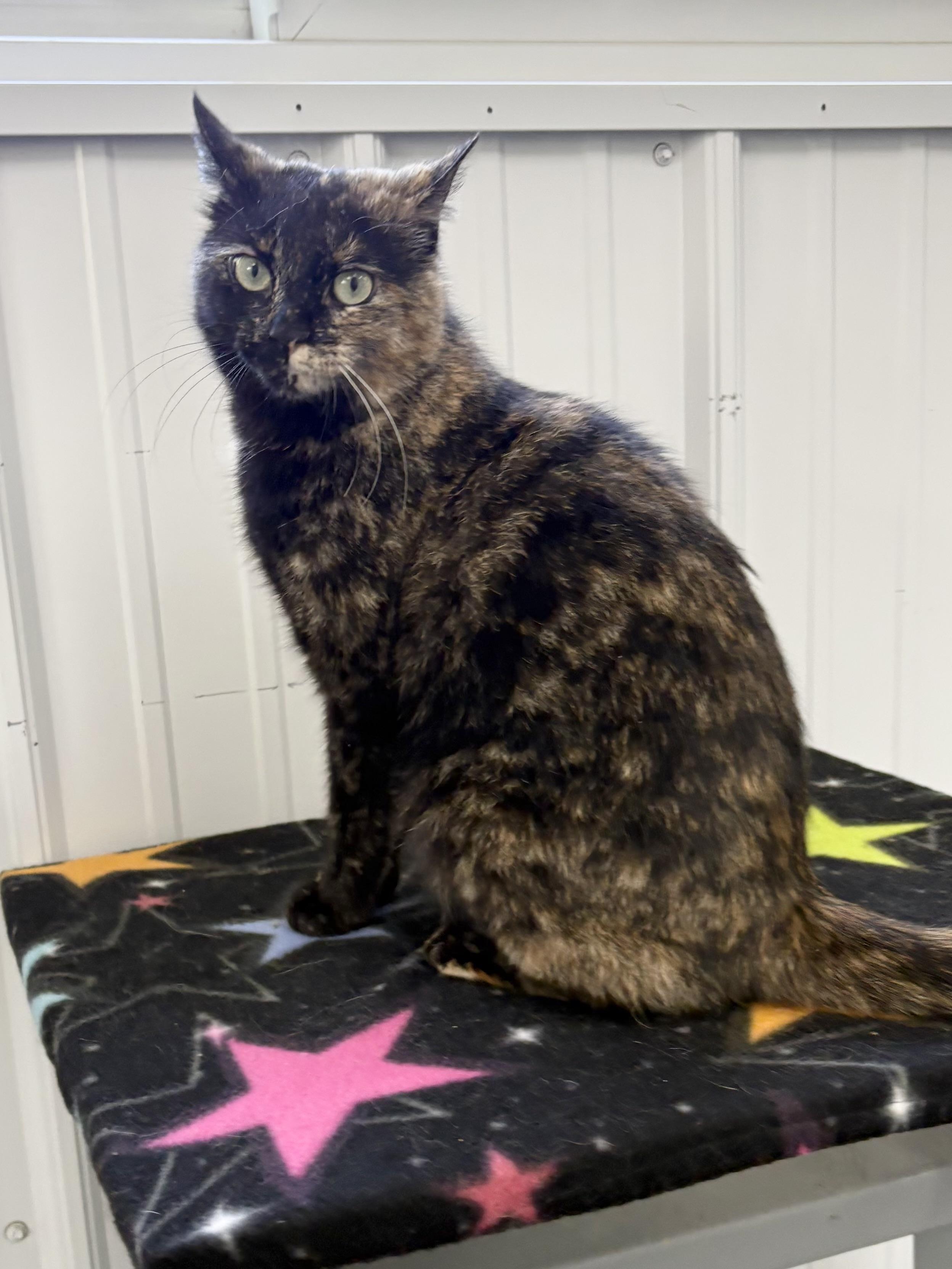 Madame Cuddles, a ADOPTABLE Tortoiseshell in Big Rapids, MI image 2/3