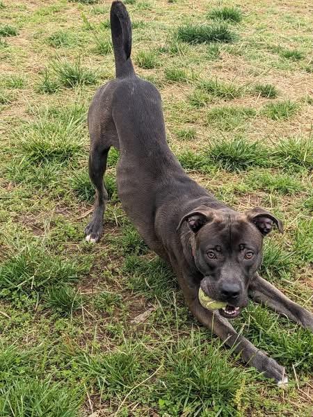 Enlarge LJ (ID 51235/1379), an adoptable mixed breed in Manassas, VA image 1/5