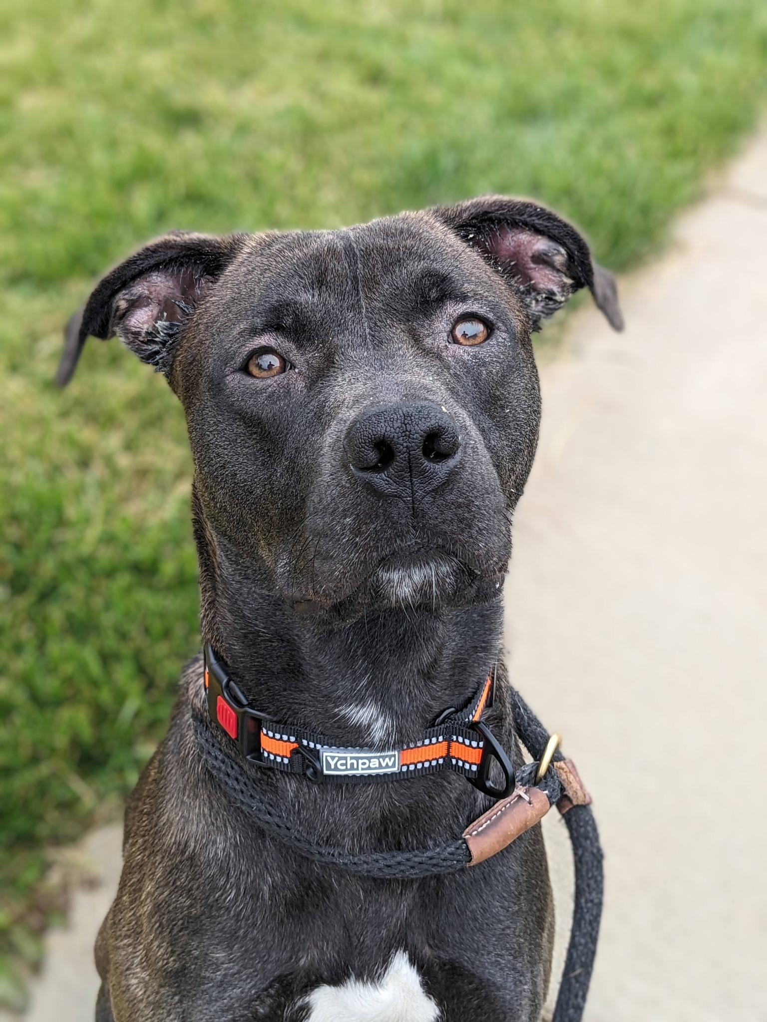 Enlarge LJ (ID 51235/1379), an adoptable mixed breed in Manassas, VA image 2/5
