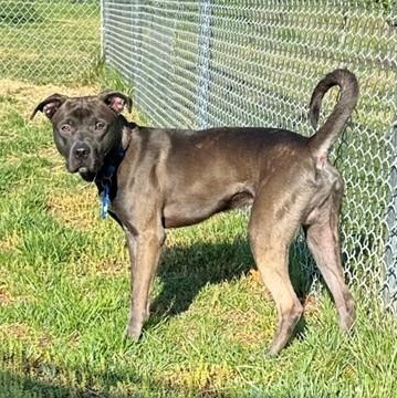 Enlarge LJ (ID 51235/1379), an adoptable mixed breed in Manassas, VA image 3/5