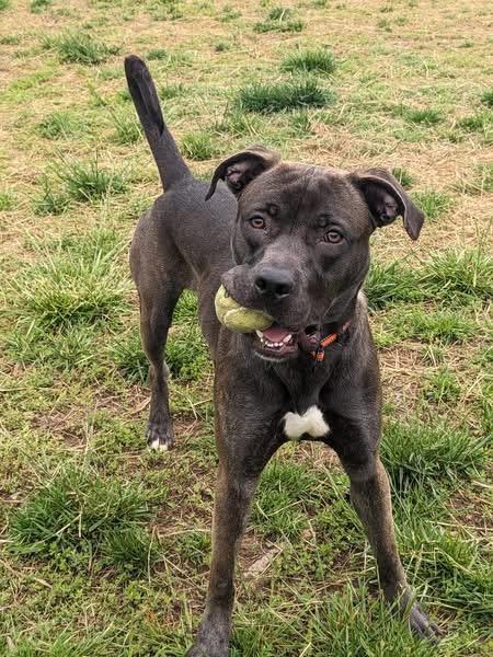 Enlarge LJ (ID 51235/1379), an adoptable mixed breed in Manassas, VA image 4/5