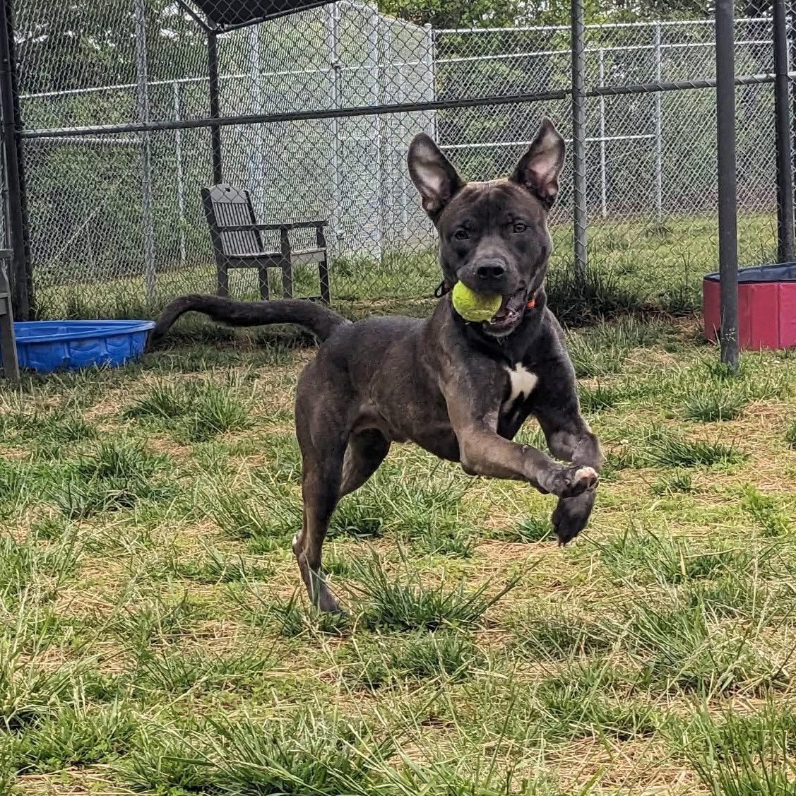 Enlarge LJ (ID 51235/1379), an adoptable mixed breed in Manassas, VA image 5/5