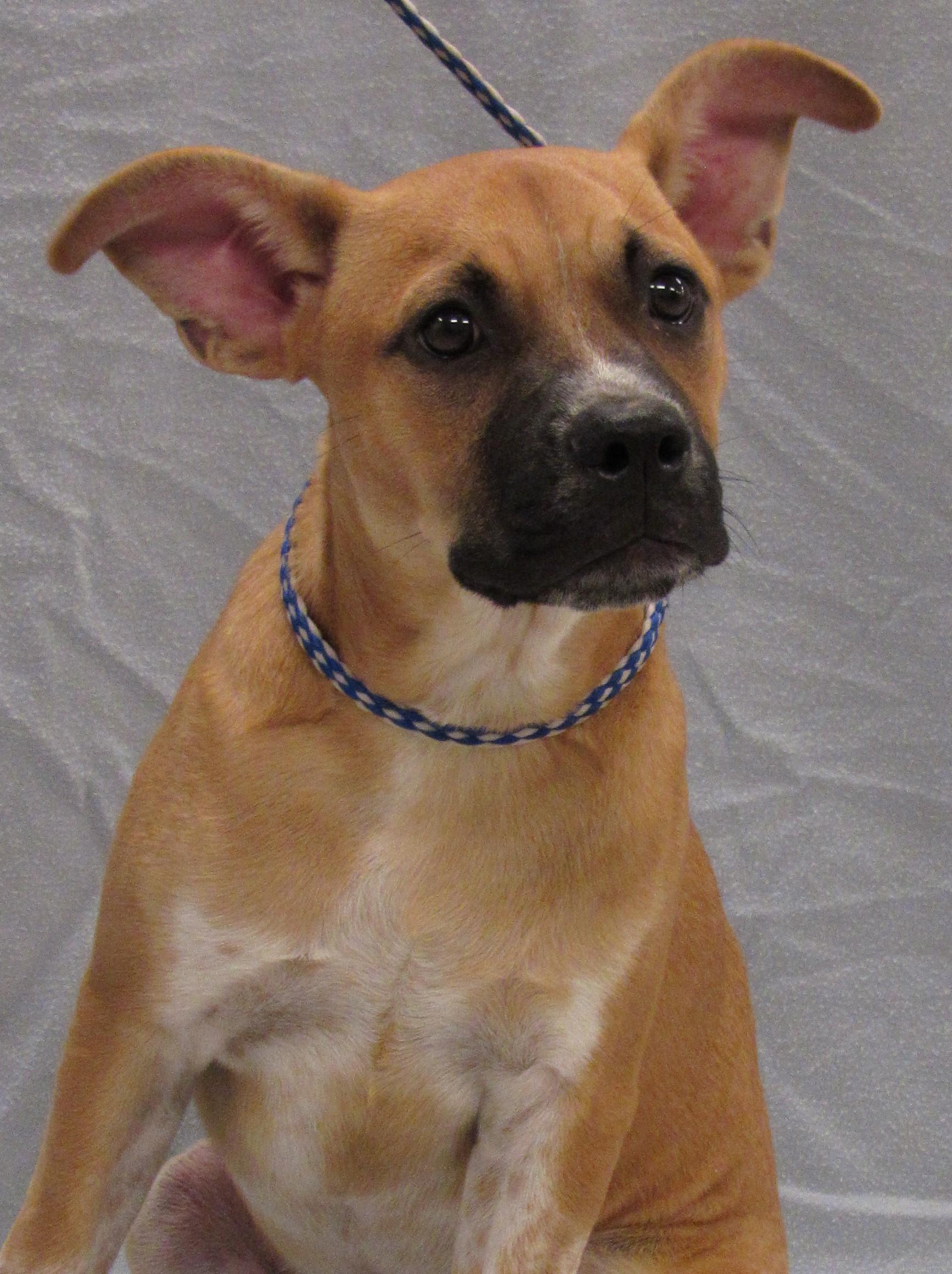 Bentley2, Adoptable, Puppy Male Terrier.