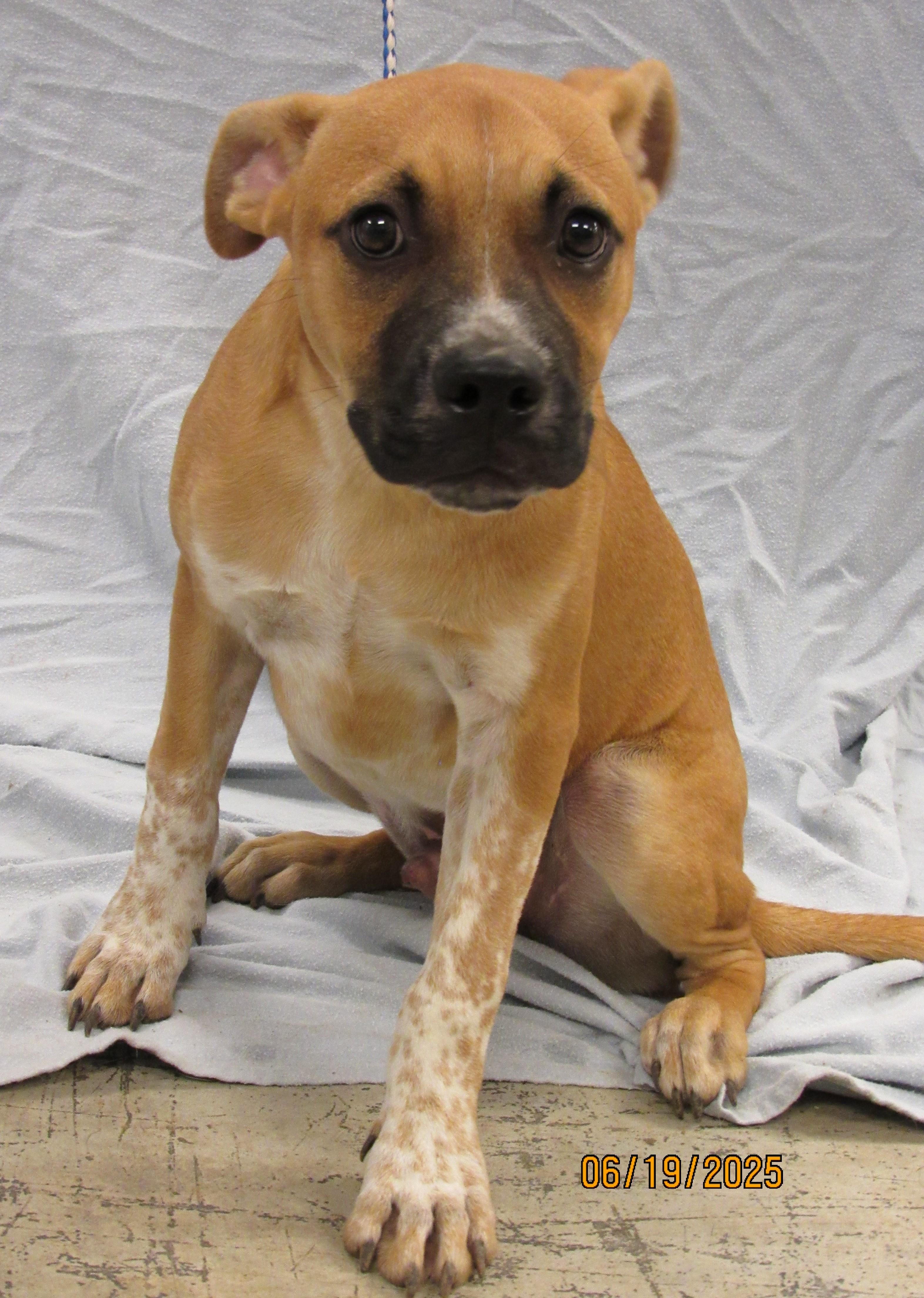 Bentley2, a Adoptable mixed breed in Conroe, TX image 2/4