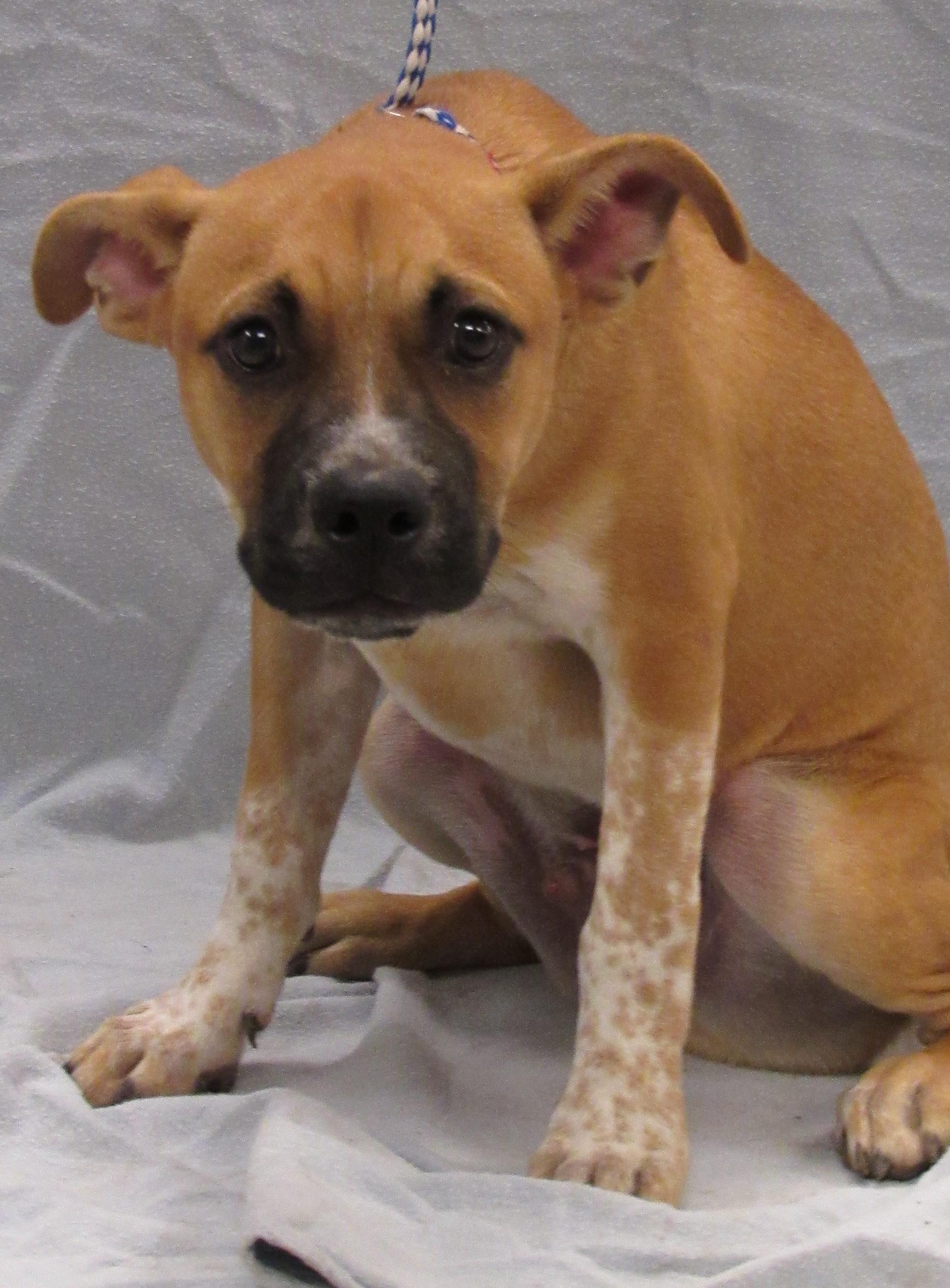 Bentley2, a Adoptable mixed breed in Conroe, TX image 3/4