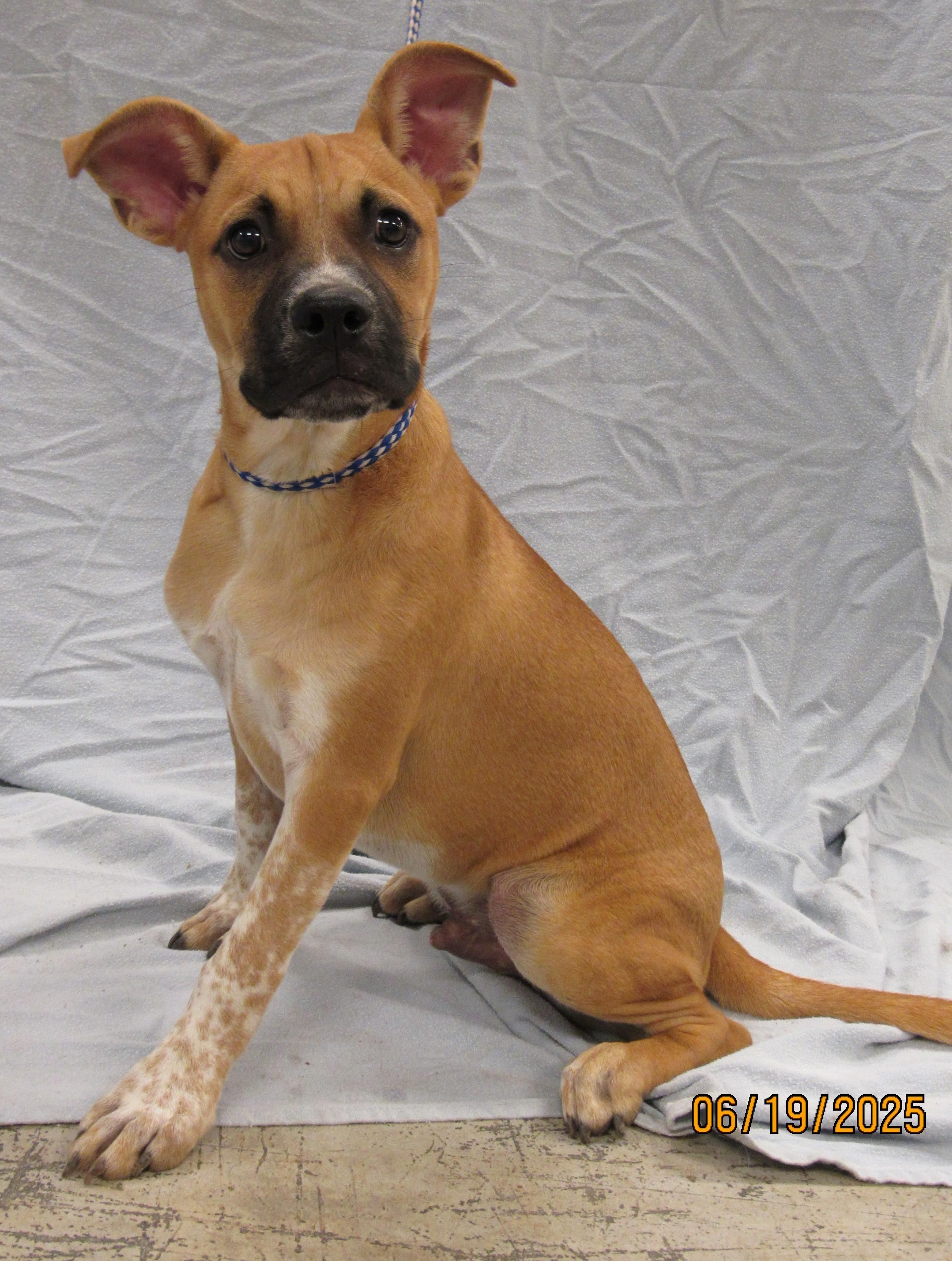 Bentley2, a Adoptable mixed breed in Conroe, TX image 4/4