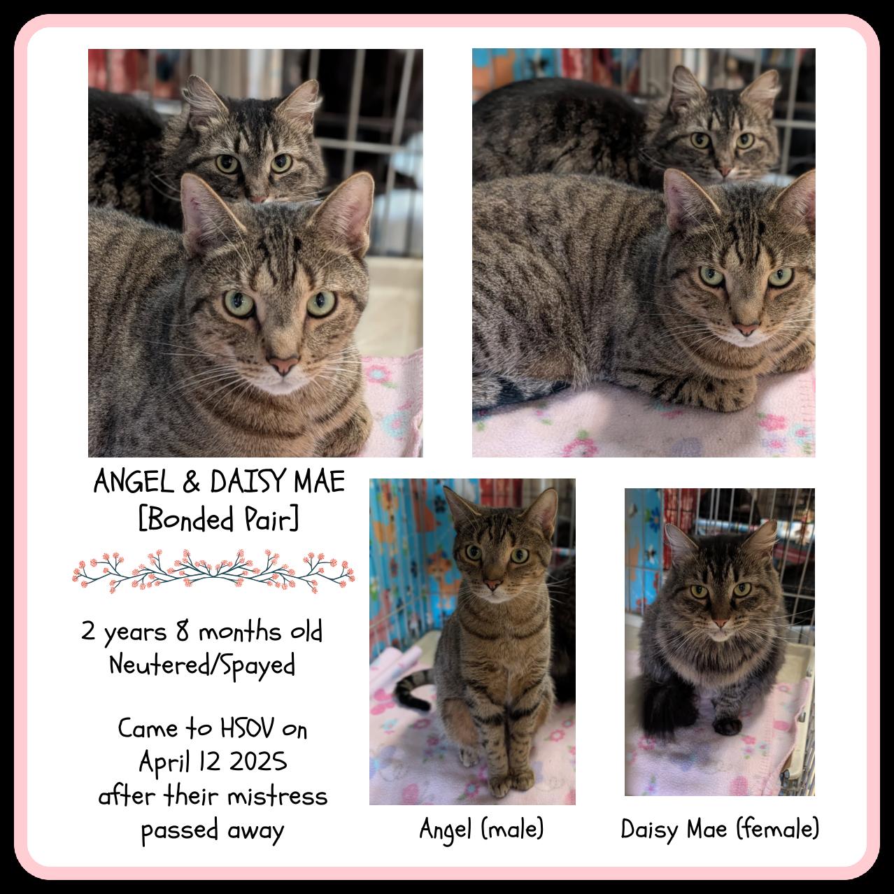 Angel & Daisy Mae thumbnail 2