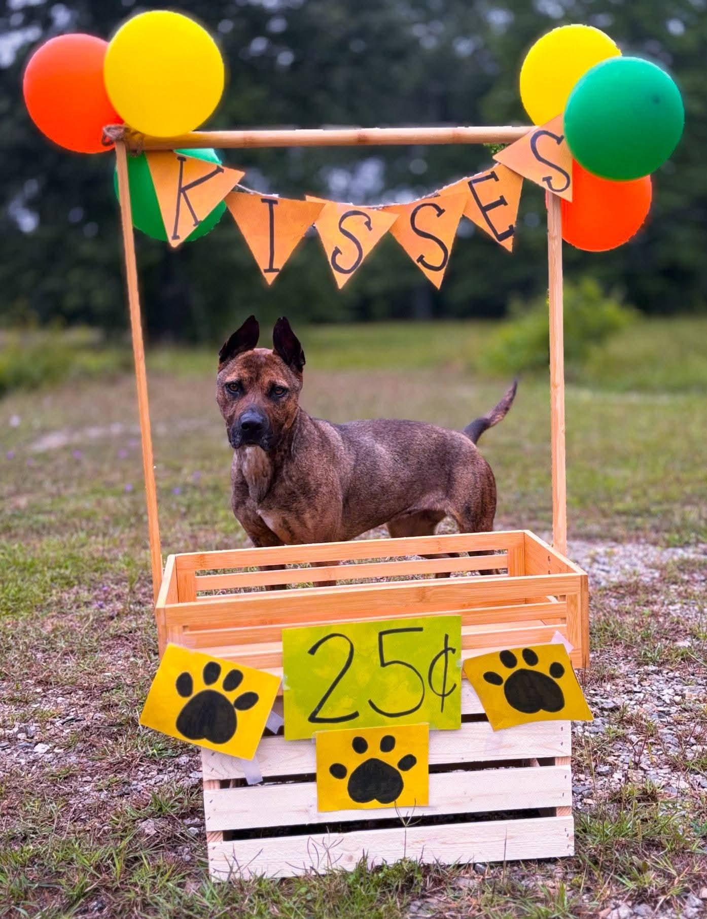Enlarge Coco, a Adoptable Shepherd in Livingston, TX image 1/2