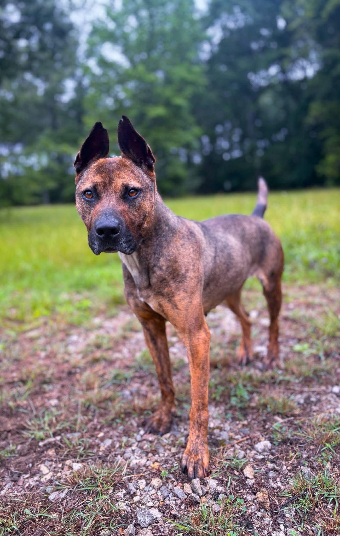 Enlarge Coco, a Adoptable Shepherd in Livingston, TX image 2/2