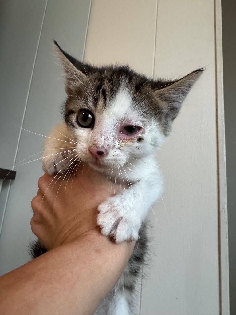 Cactus, Adoptable, Kitten Male Domestic Short Hair.