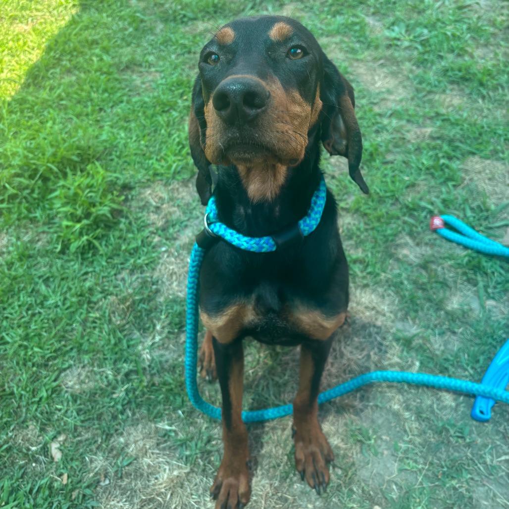 Vickie, a Adoptable mixed breed in Chesapeake, VA image 1/3