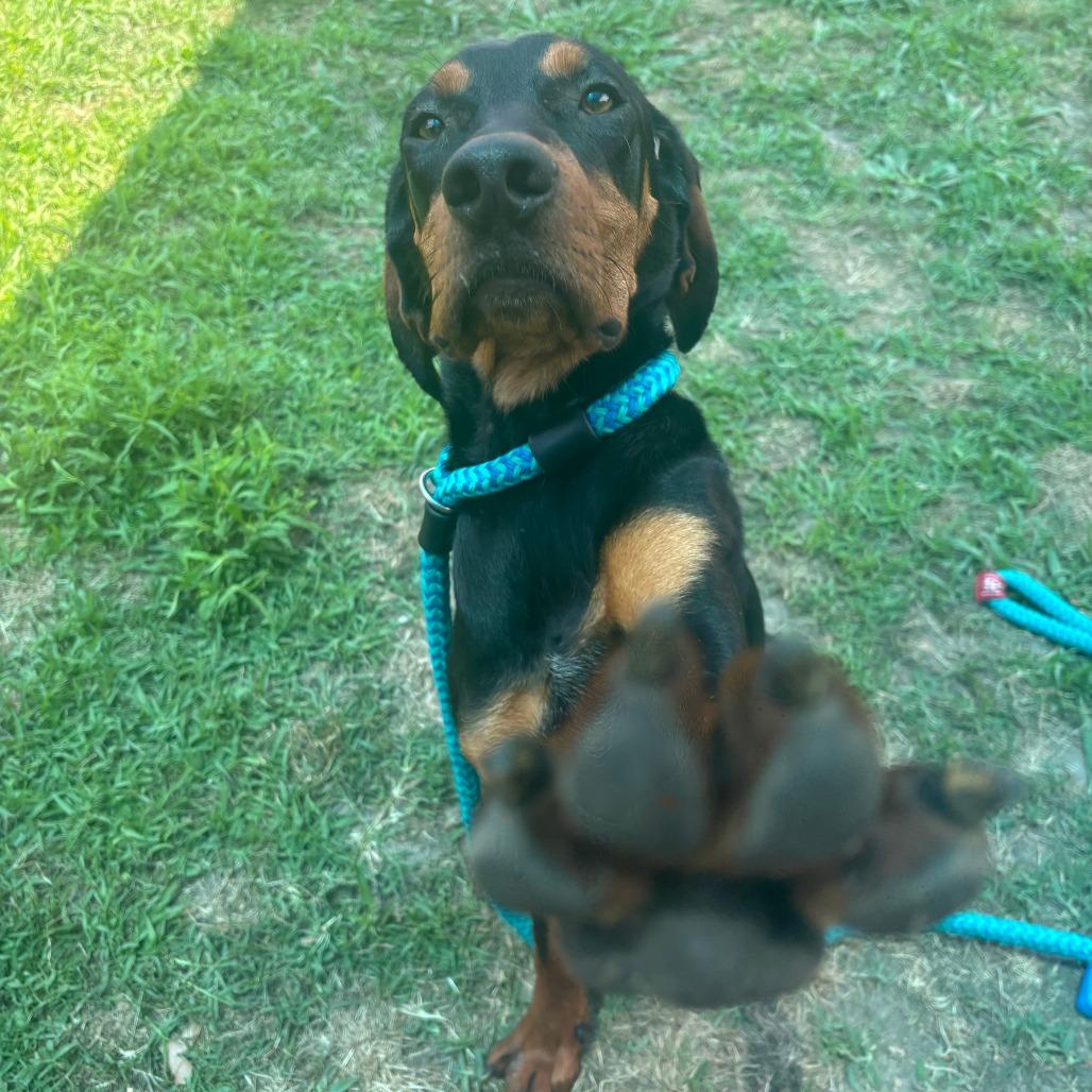Vickie, a Adoptable mixed breed in Chesapeake, VA image 2/3