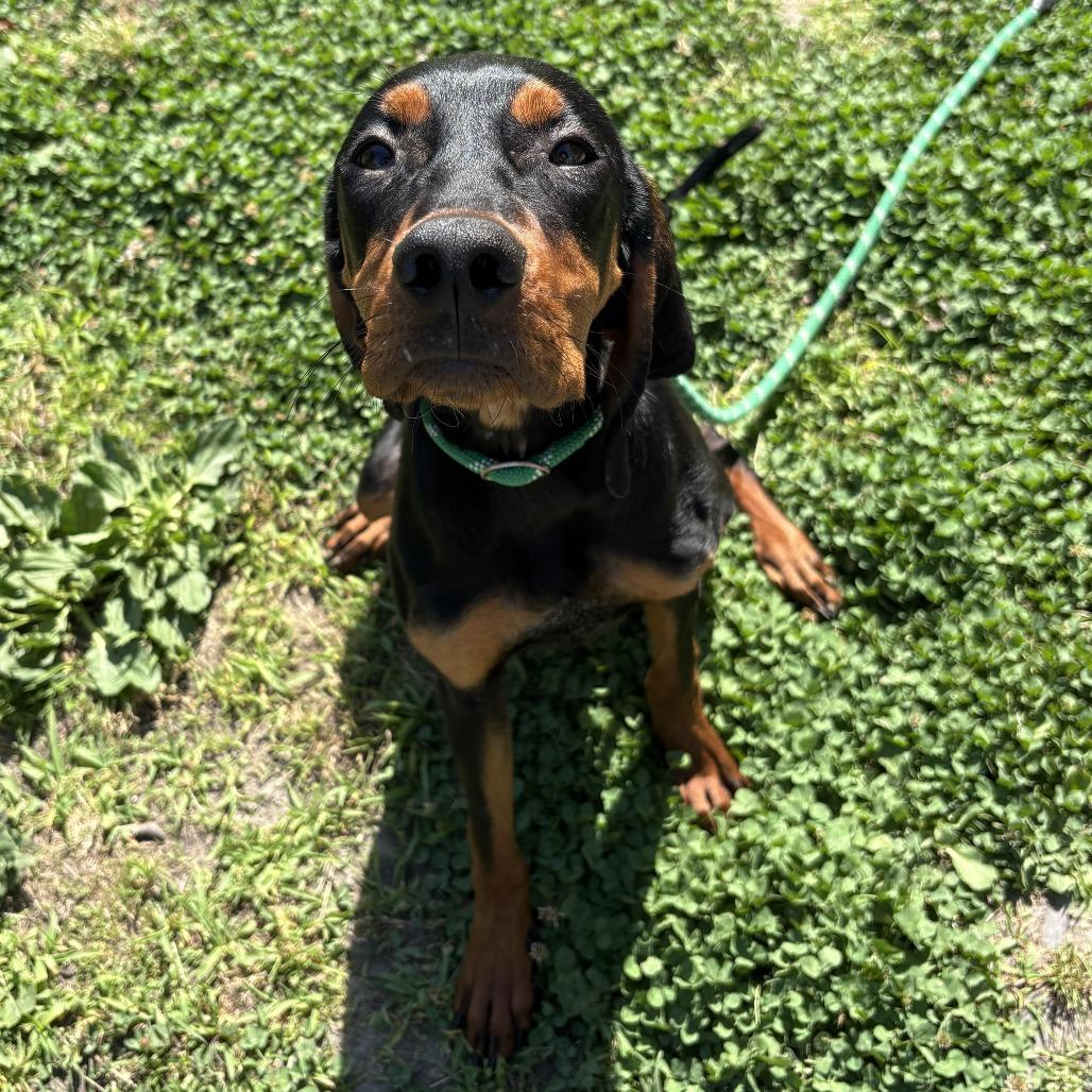 Vickie, a Adoptable mixed breed in Chesapeake, VA image 3/3