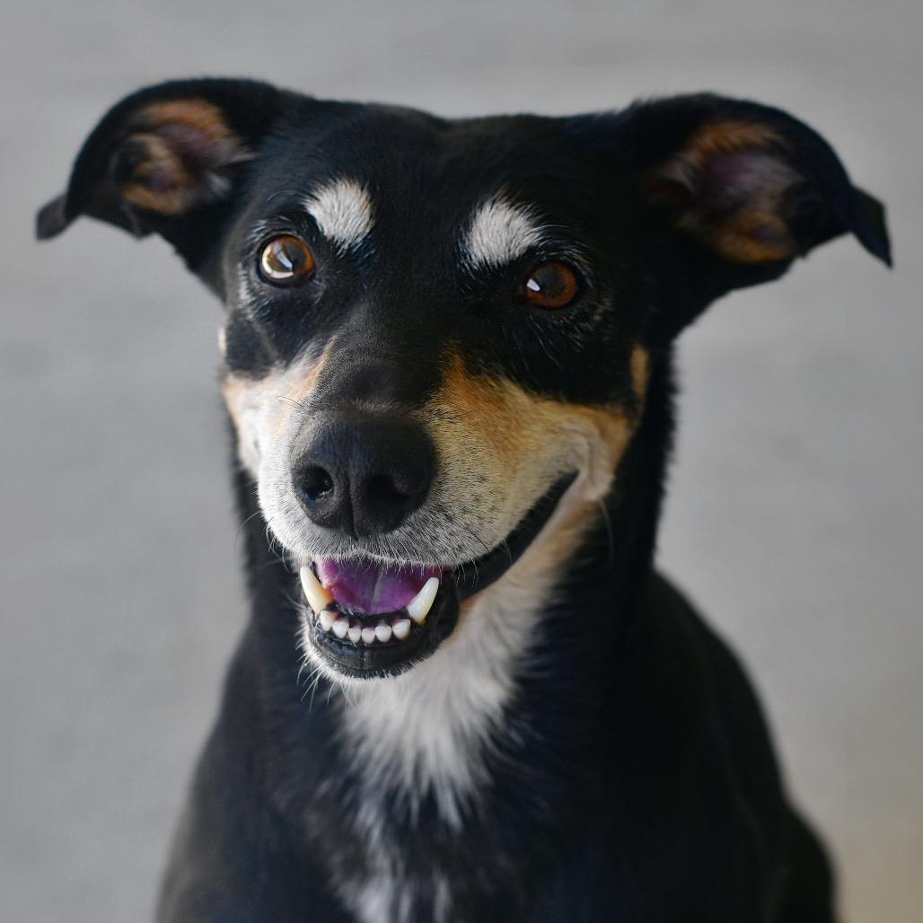 Enlarge Koda, a Adoptable Mixed Breed in Ottawa, KS image 1/2