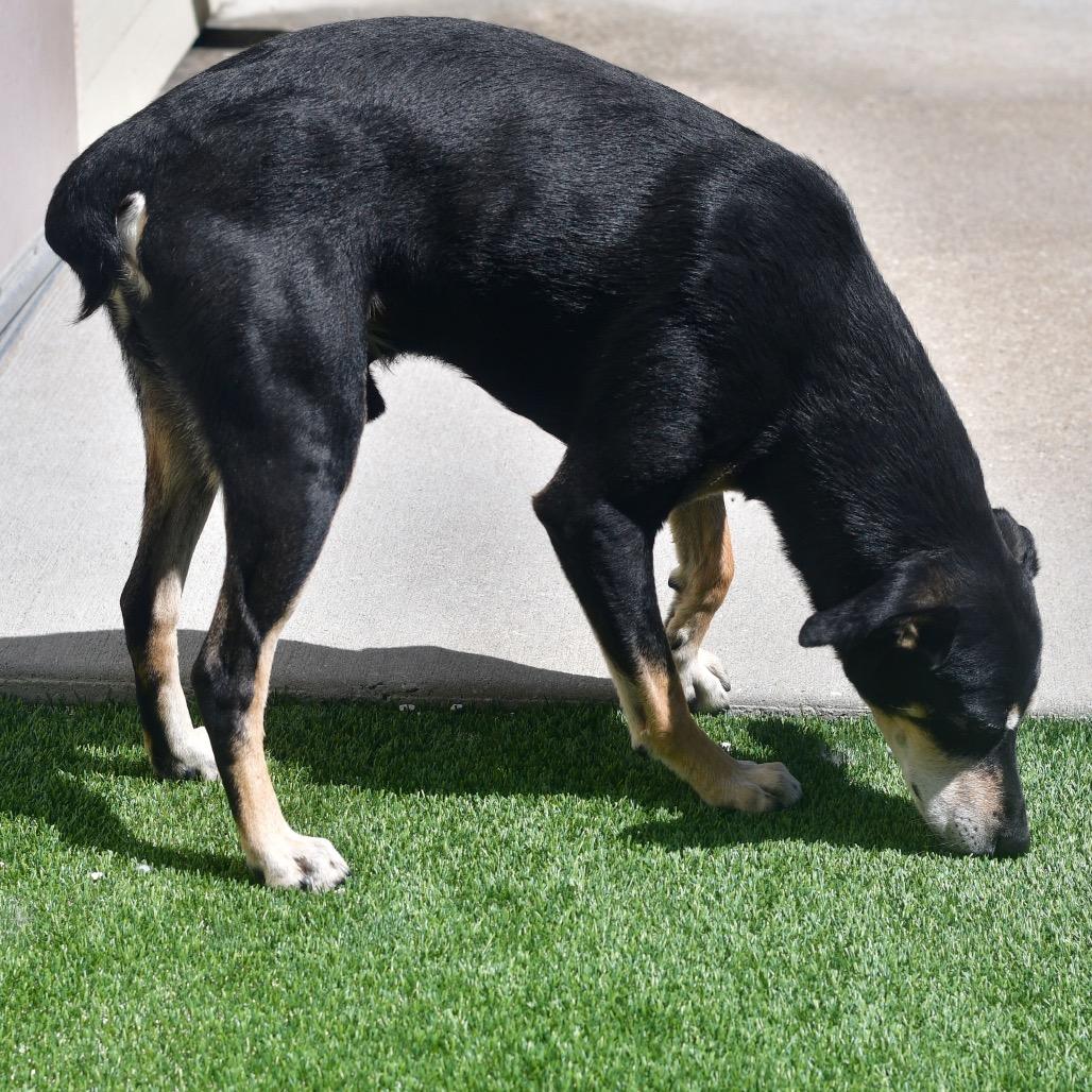 Enlarge Koda, a Adoptable Mixed Breed in Ottawa, KS image 2/2
