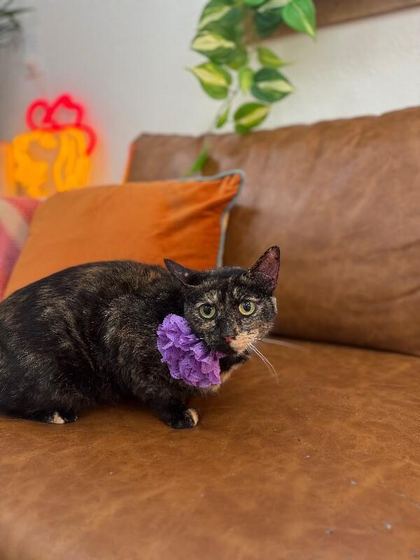 Ella Meowling — thumbnail 2